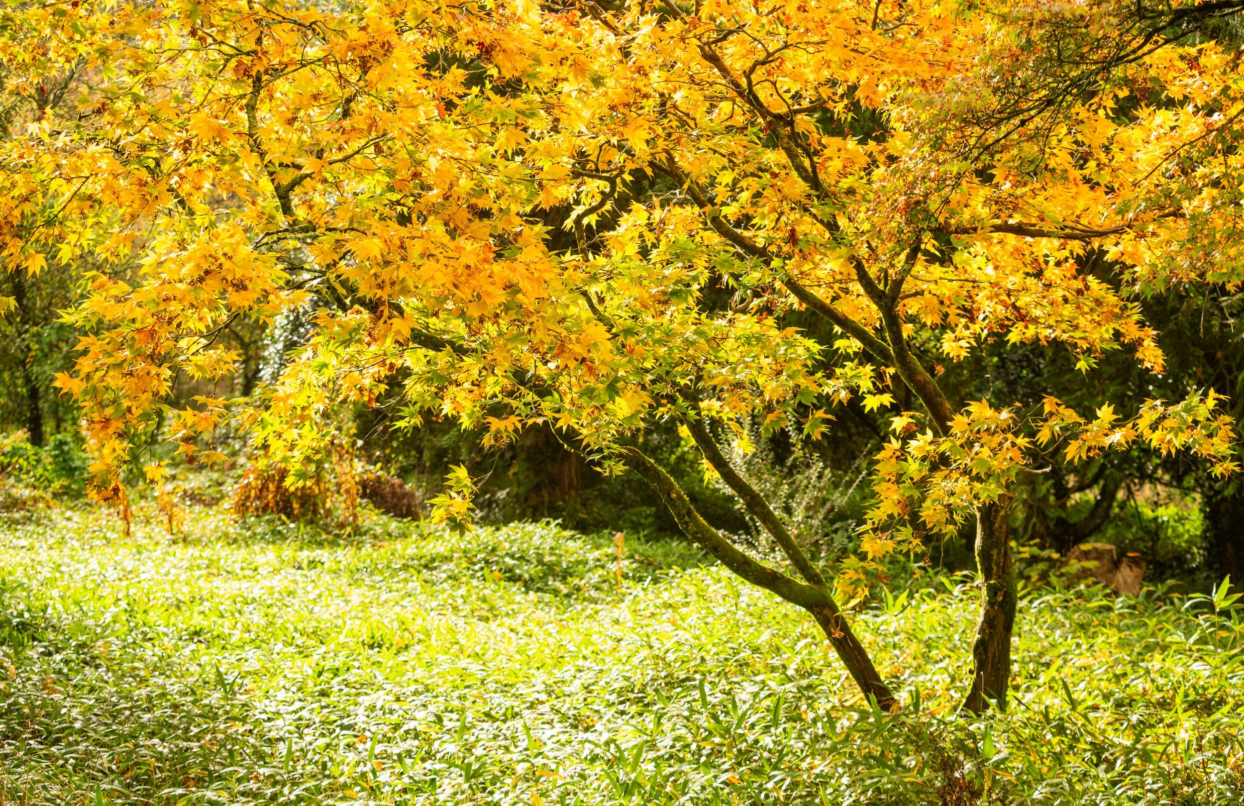 An autumn tree covered in yellow and orange leaves in the Arboretum at Dyffryn Gardens, Vale of Glamorgan