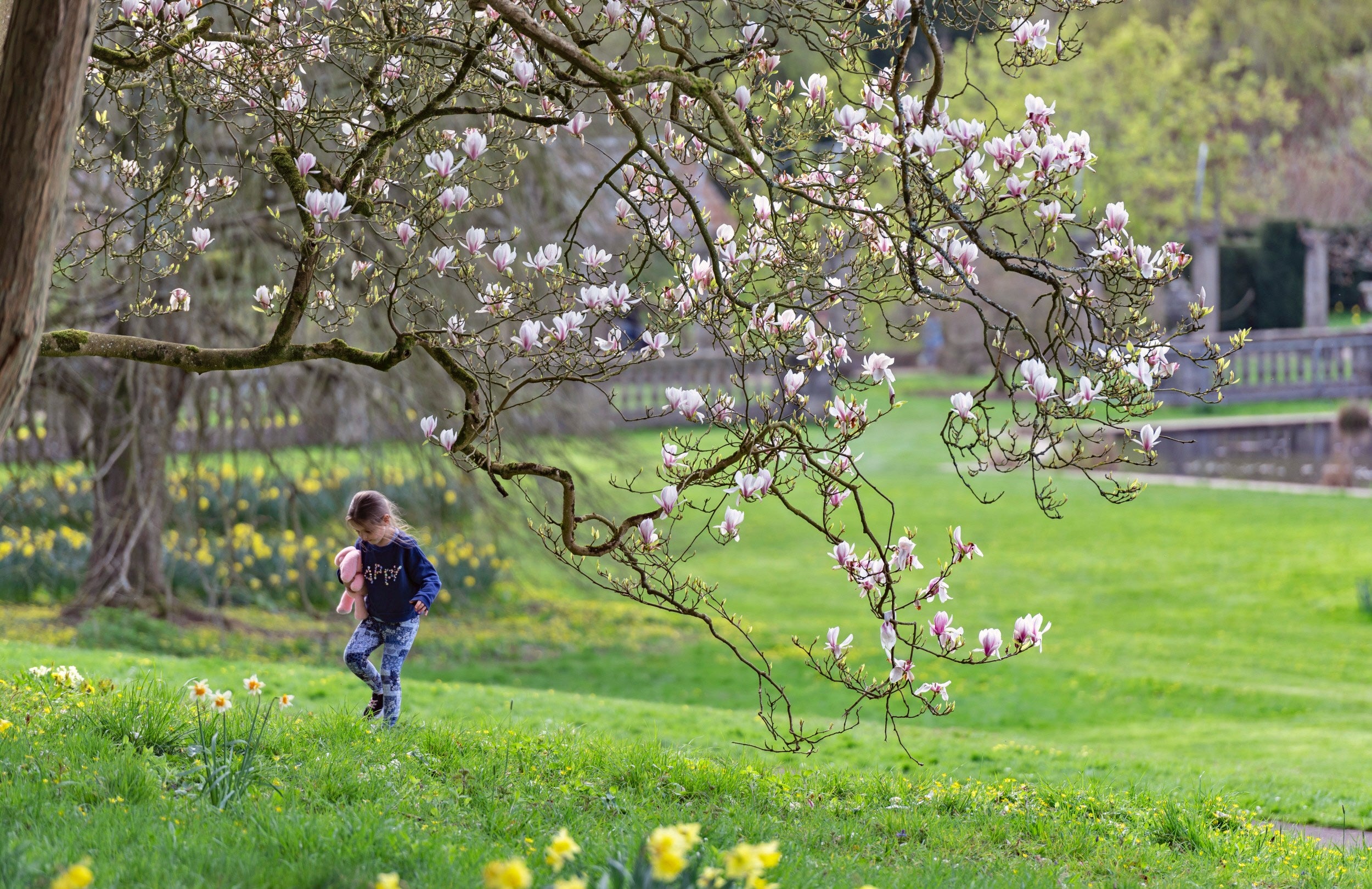 A walking child under a Magnolia tree at Dyffryn Gardens, Vale of Glamorgan