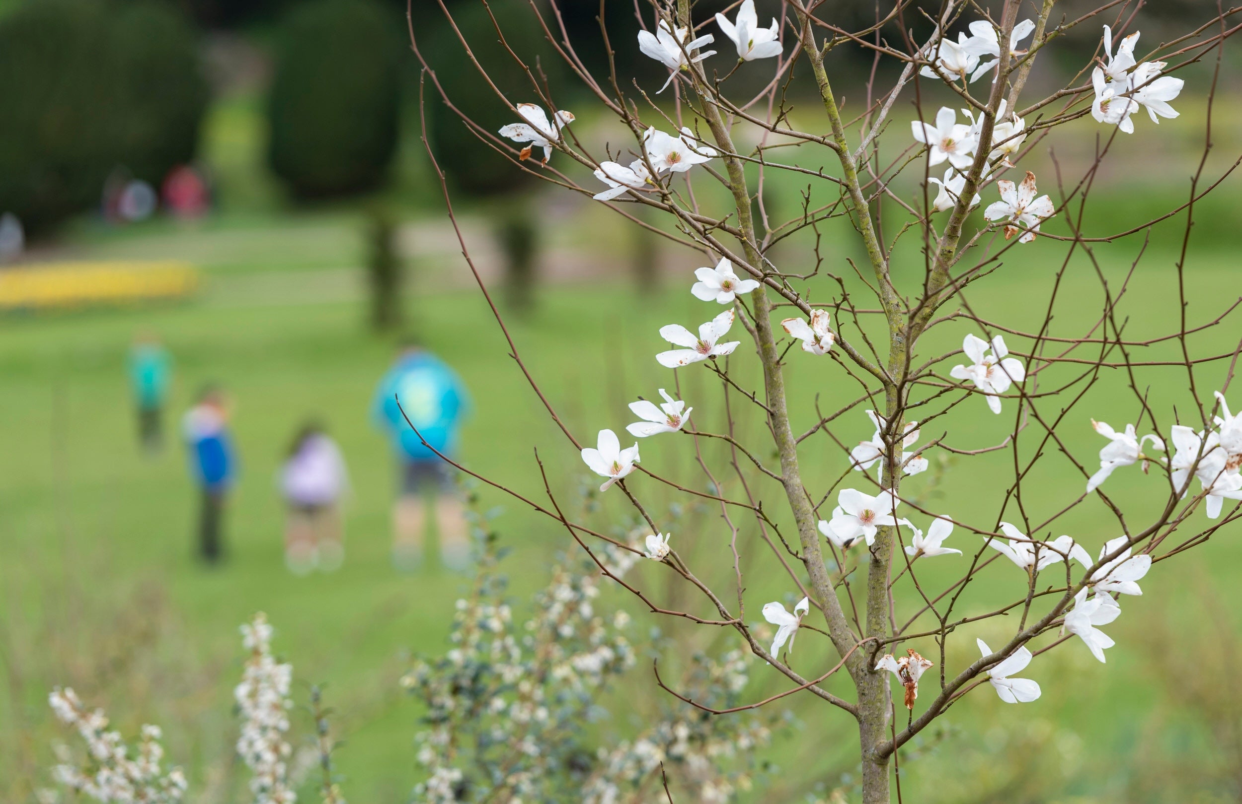 A blossom tree over looking the South Lawn at Dyffryn Gardens, Vale of Glamorgan