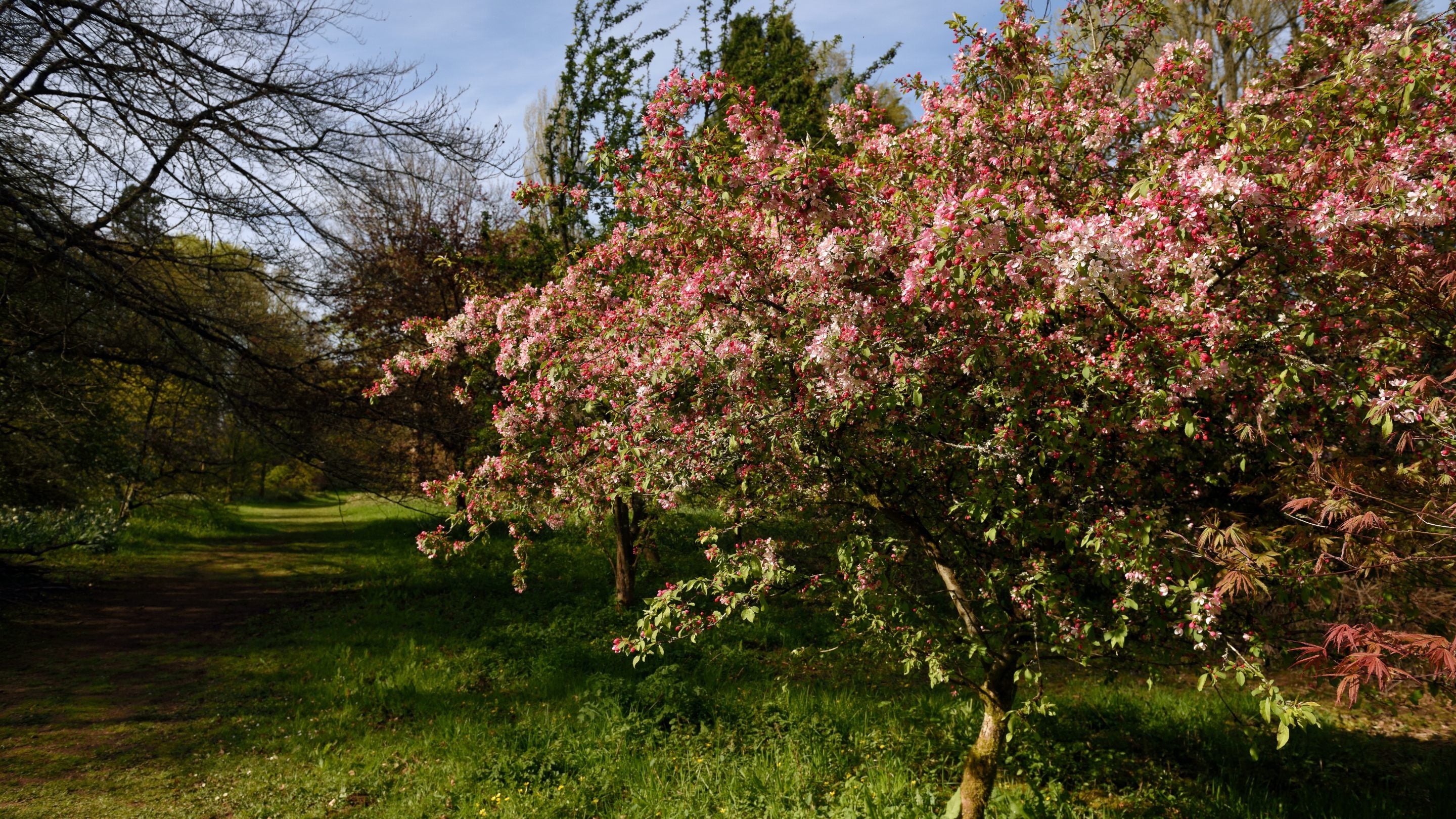 Blossom tree covered in small pink flowers in the Arboretum at Dyffryn Gardens, Vale of Glamorgan