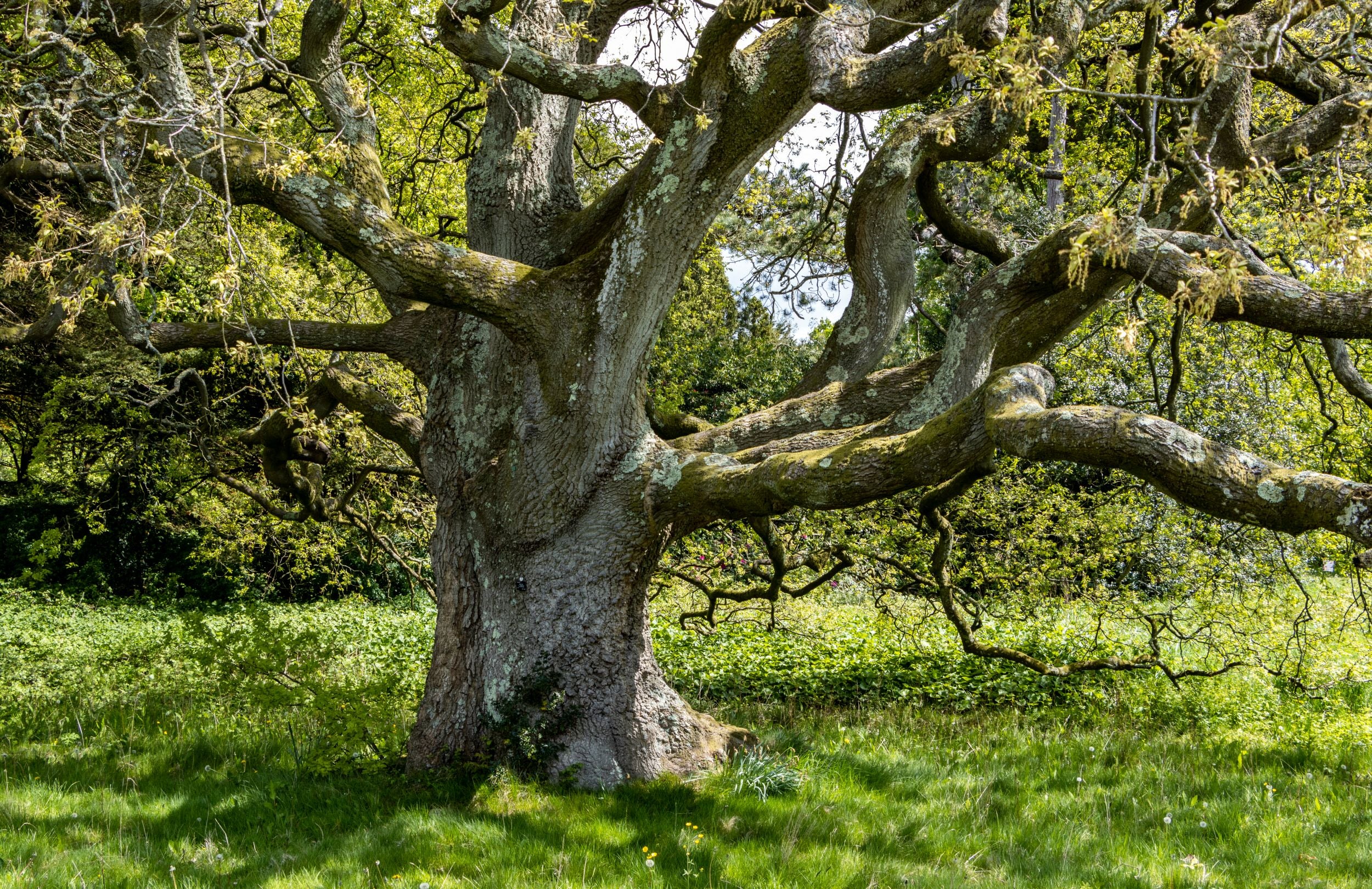 Plant a tree at Dyffryn Gardens, Champion Trees at Dyffryn Gardens