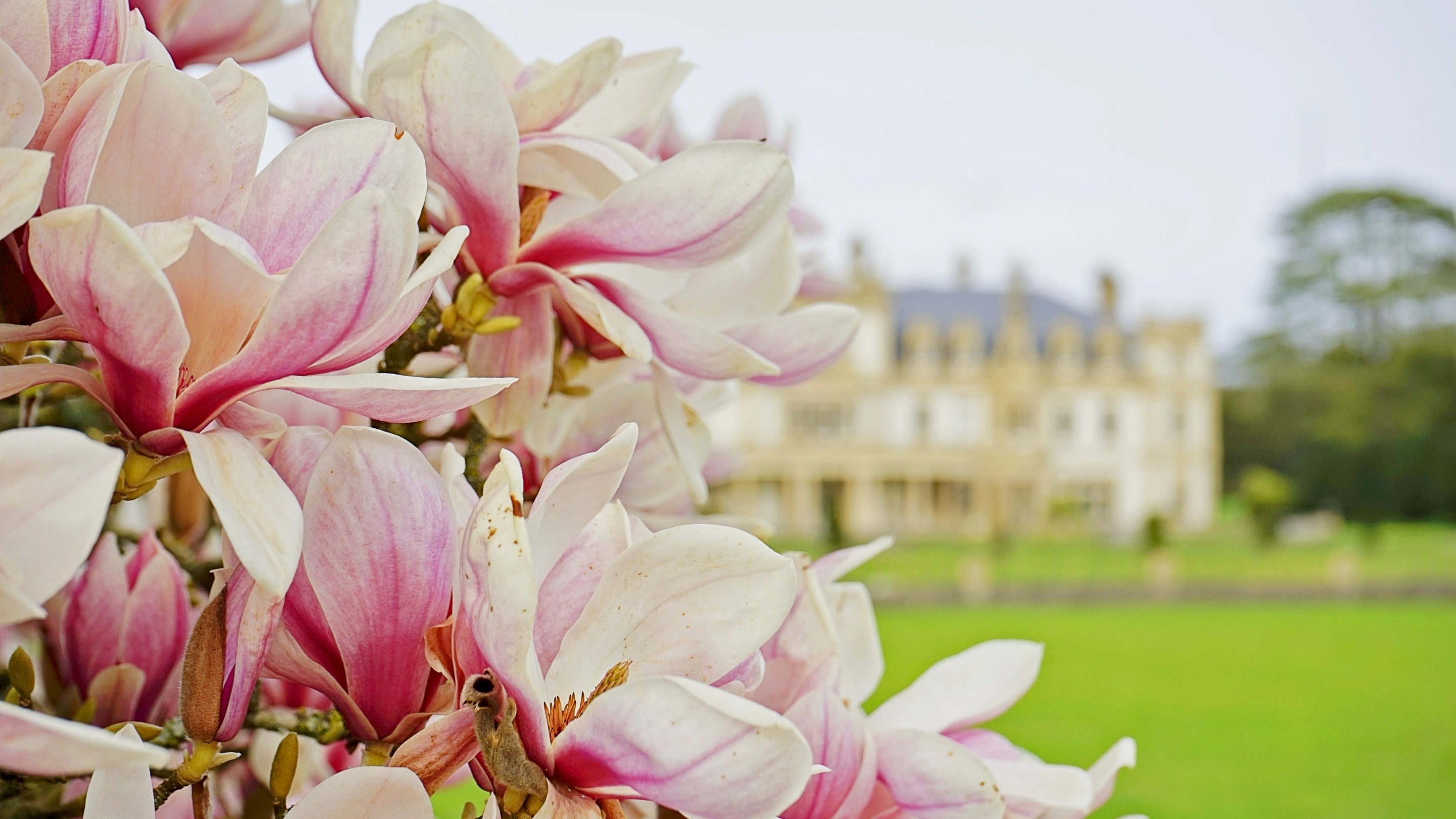 Magnolia blossoms on the Great Lawn with the house in the background, Dyffryn Gardens, Vale of Glamorgan