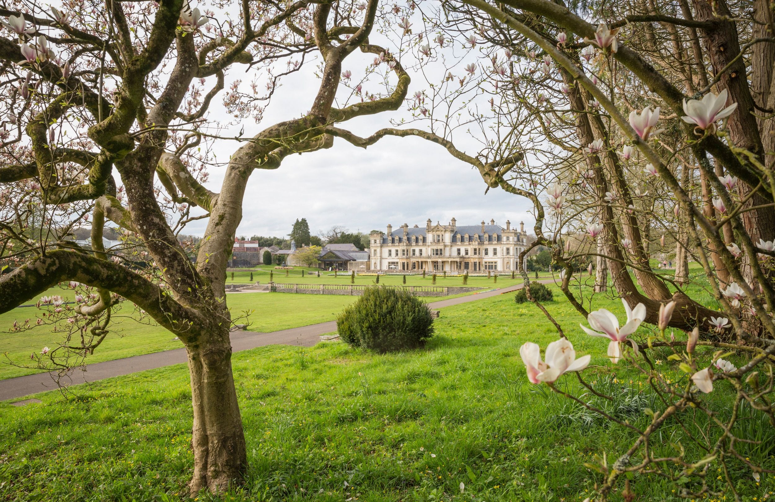 The view of Dyffryn House in South Wales from under a magnolia tree in the arboretum