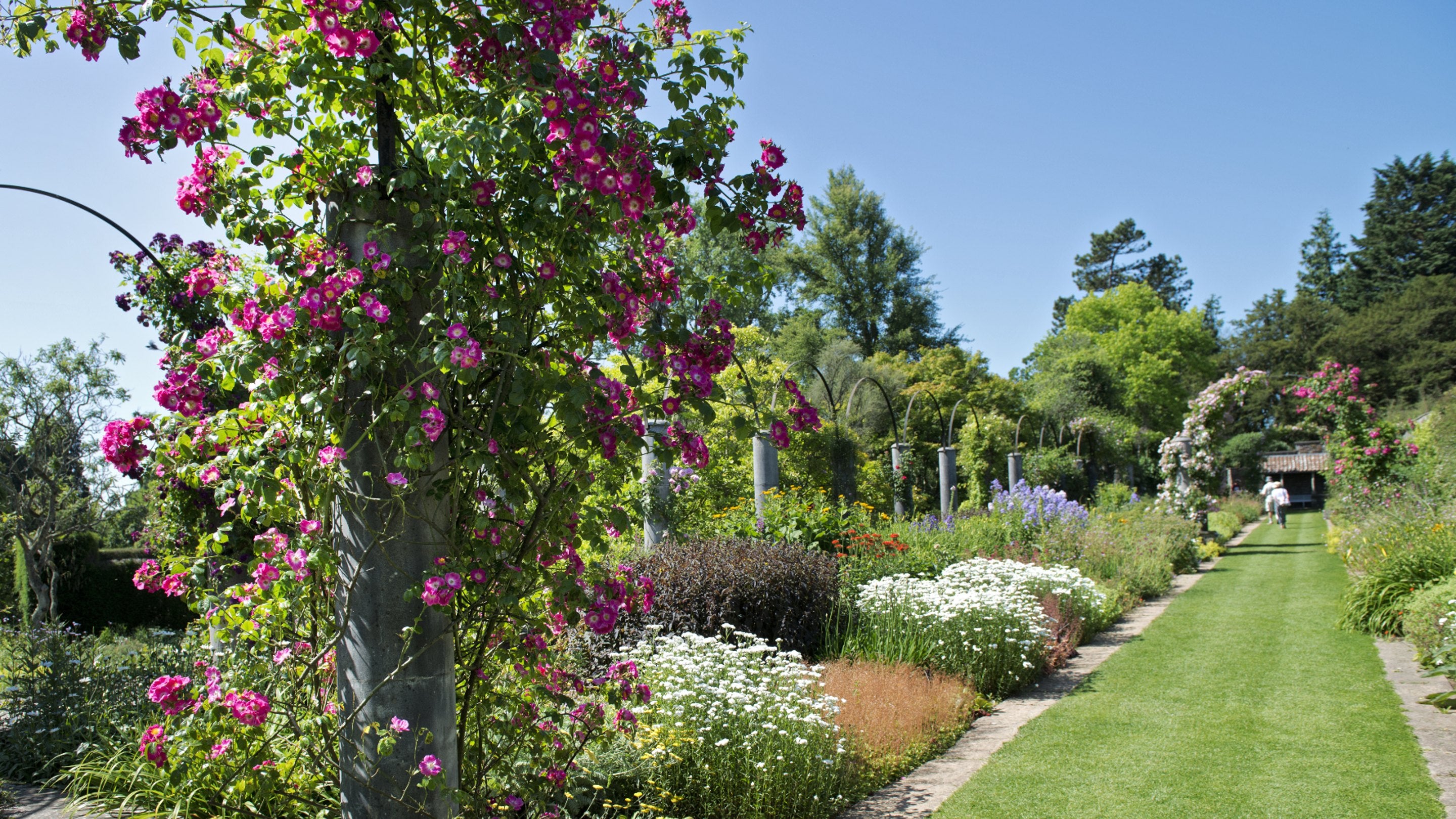 Pink roses and other flowers at Dyffryn Garden, Wales