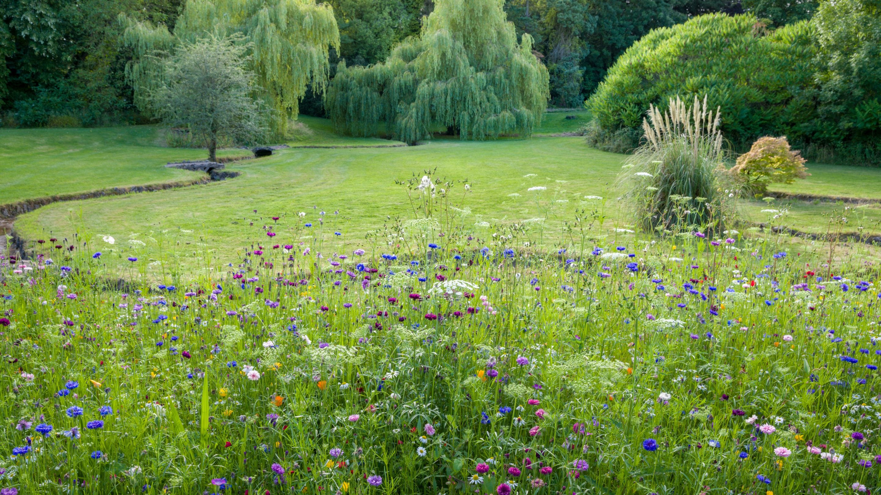 Llawer o flodau gwyllt yn tyfu yn yr ardal uchel y tu ôl i’r daith gwinwydd yn Nhŷ a Gerddi Dyffryn, Caerdydd