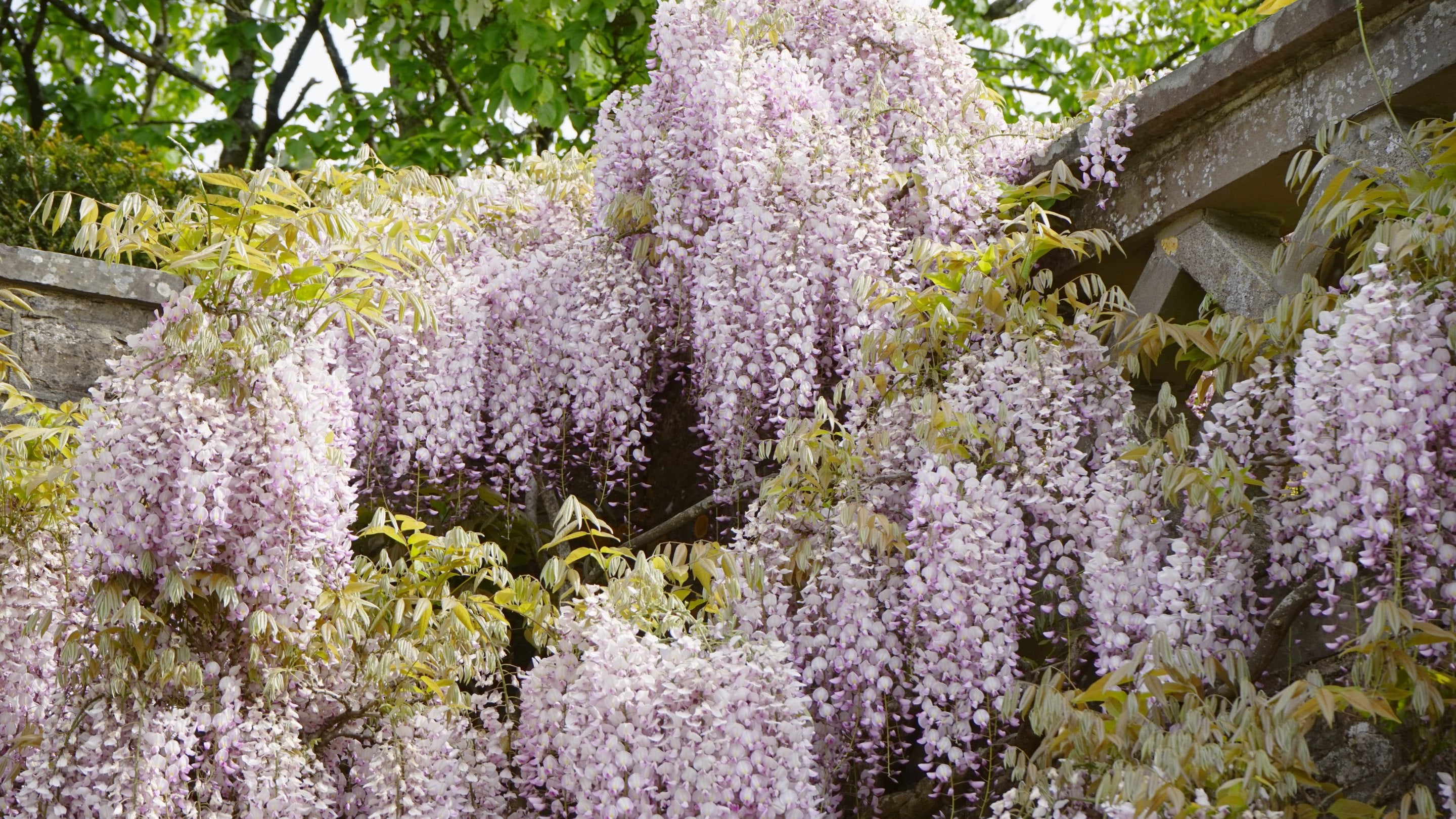 A close up of purple wisteria with hundreds of blooms cascading over a stone balustrade at Dyffryn Gardens
