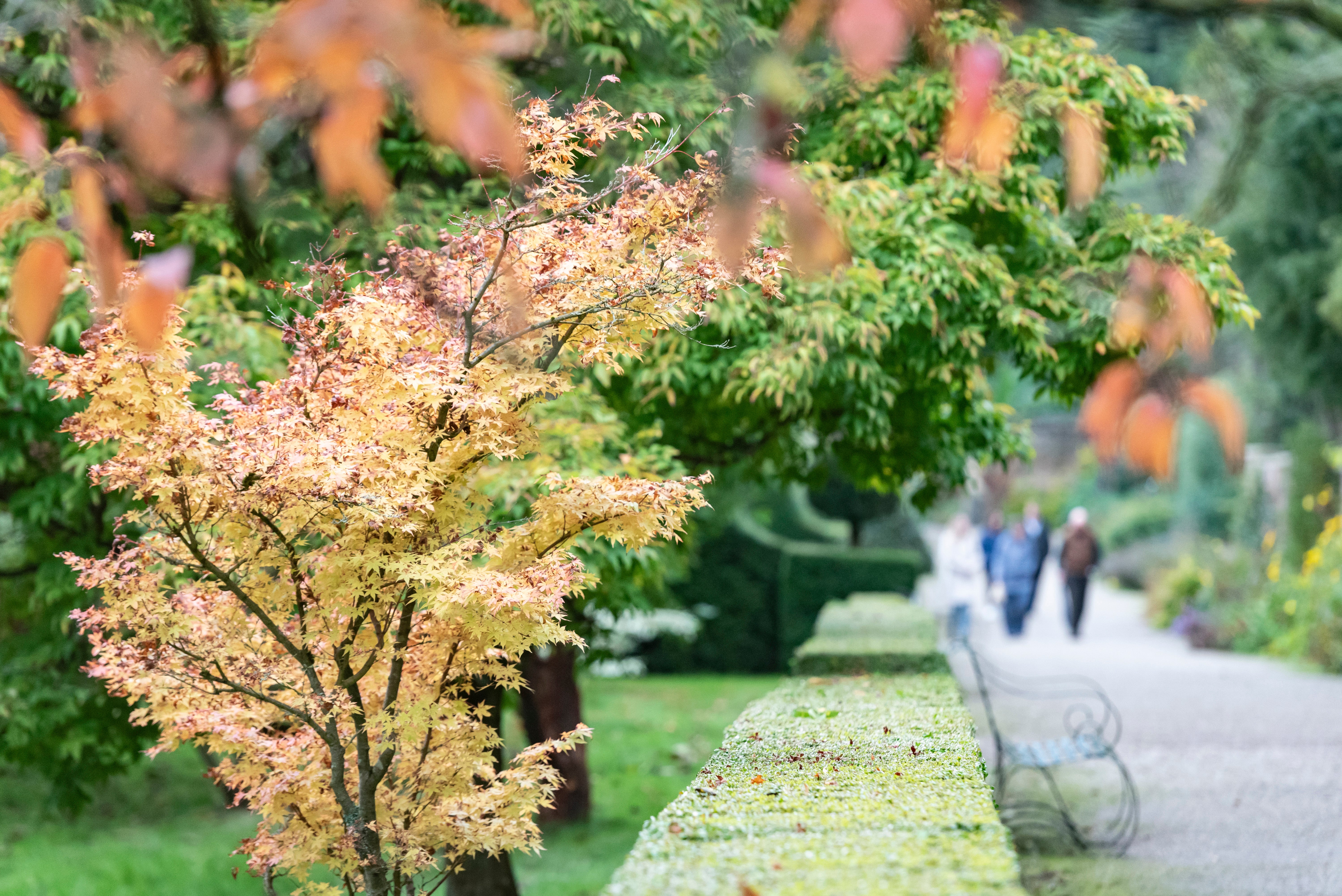 Colourful autumn leaves beside a garden path