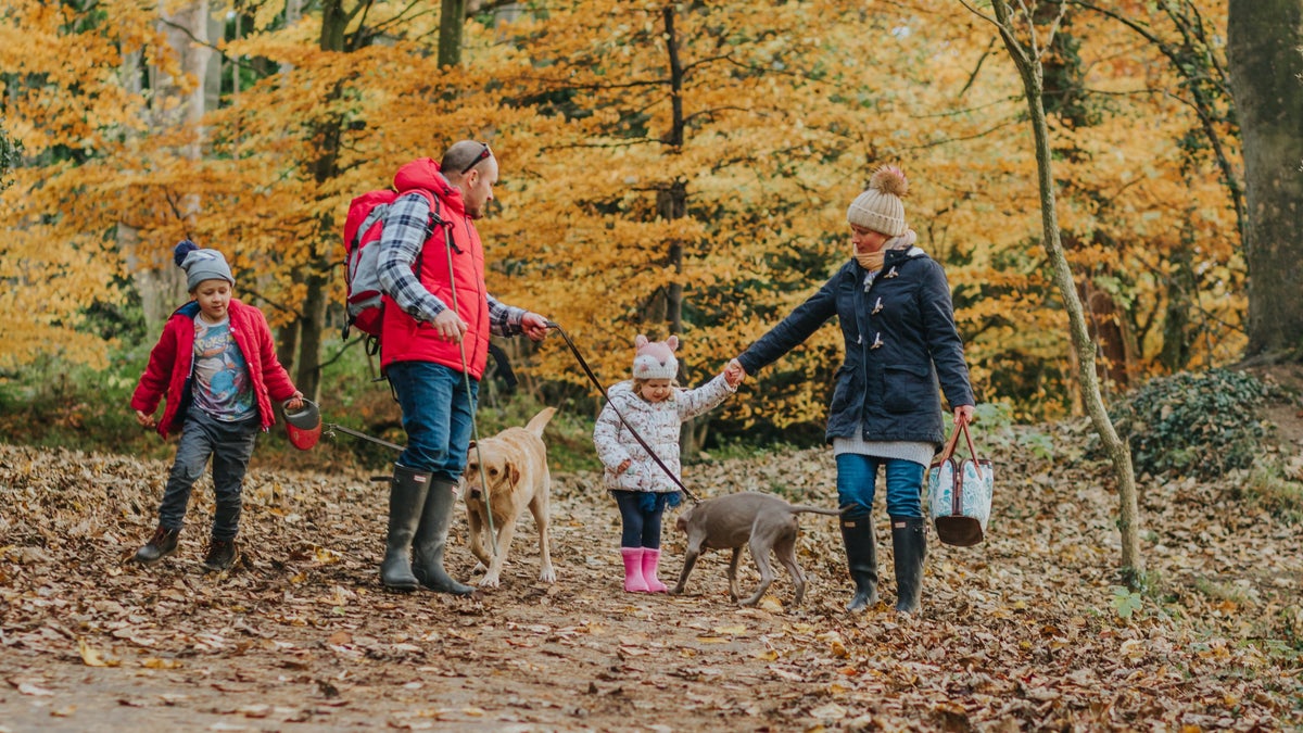 Erddig's Big Wood trail Wales National Trust