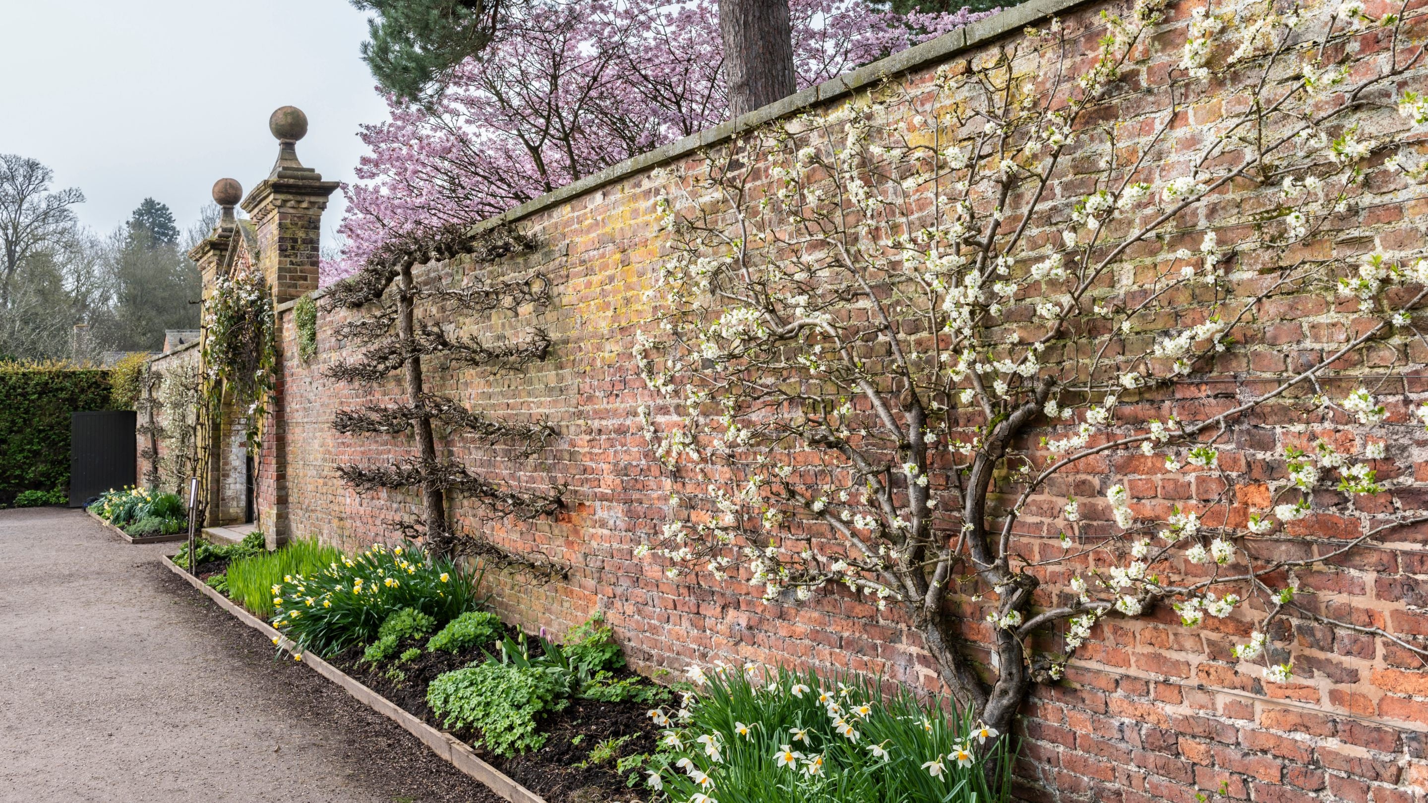 Blodau ceirios ac eirin gwlanog yn yr ardd yn Erddig