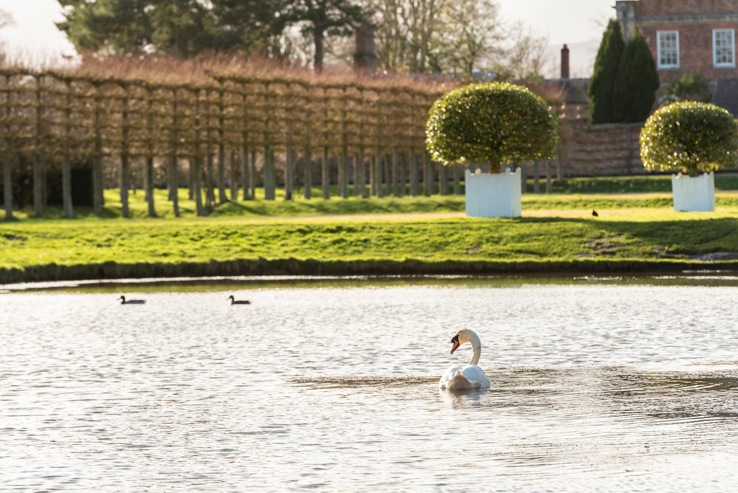 White swan swimming in the canal surrounded by winter scenery at Erddig.