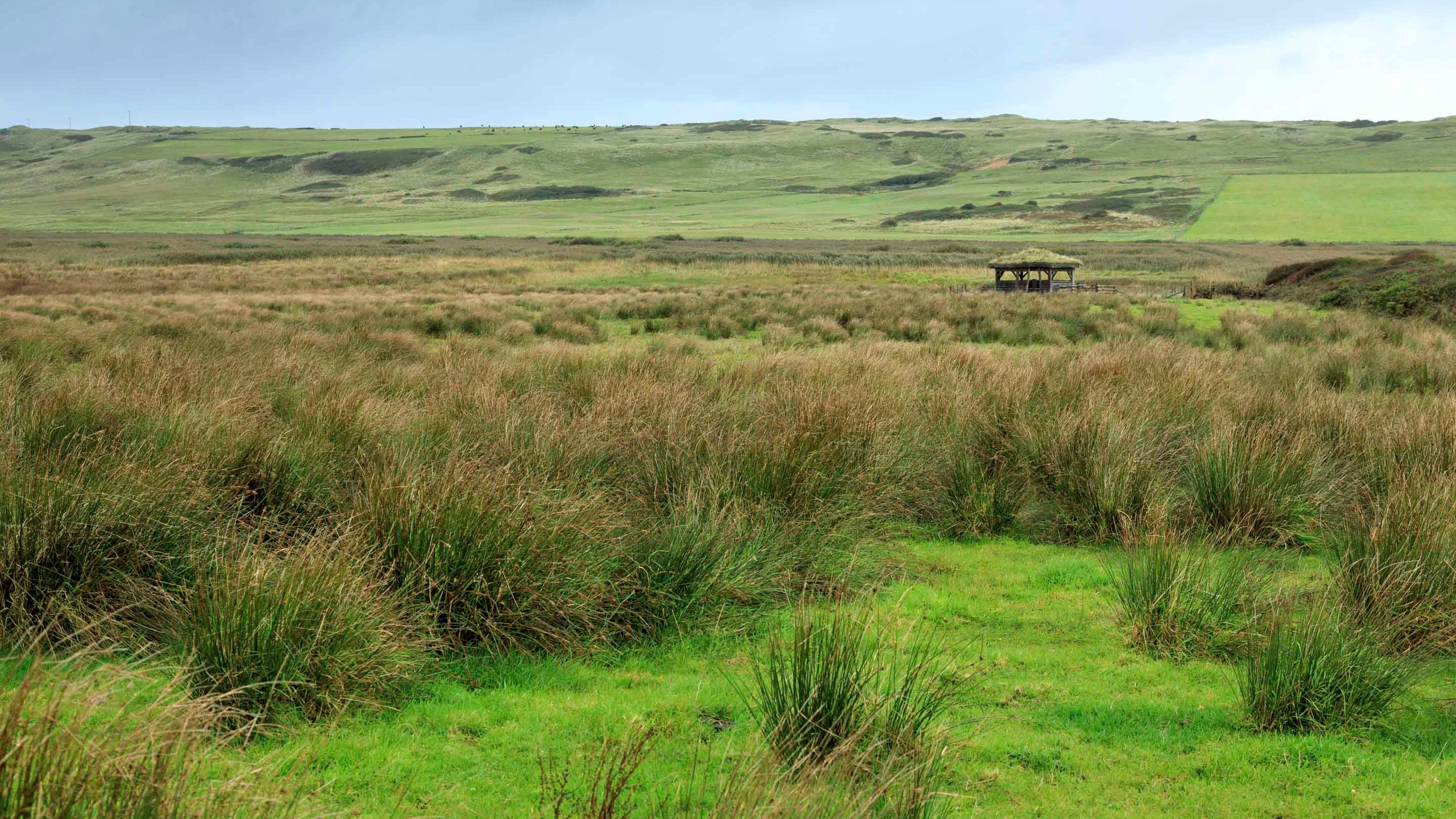 The rolling countryside at Gupton Farm, Pembrokeshire, with clumps of different grasses in the foreground.