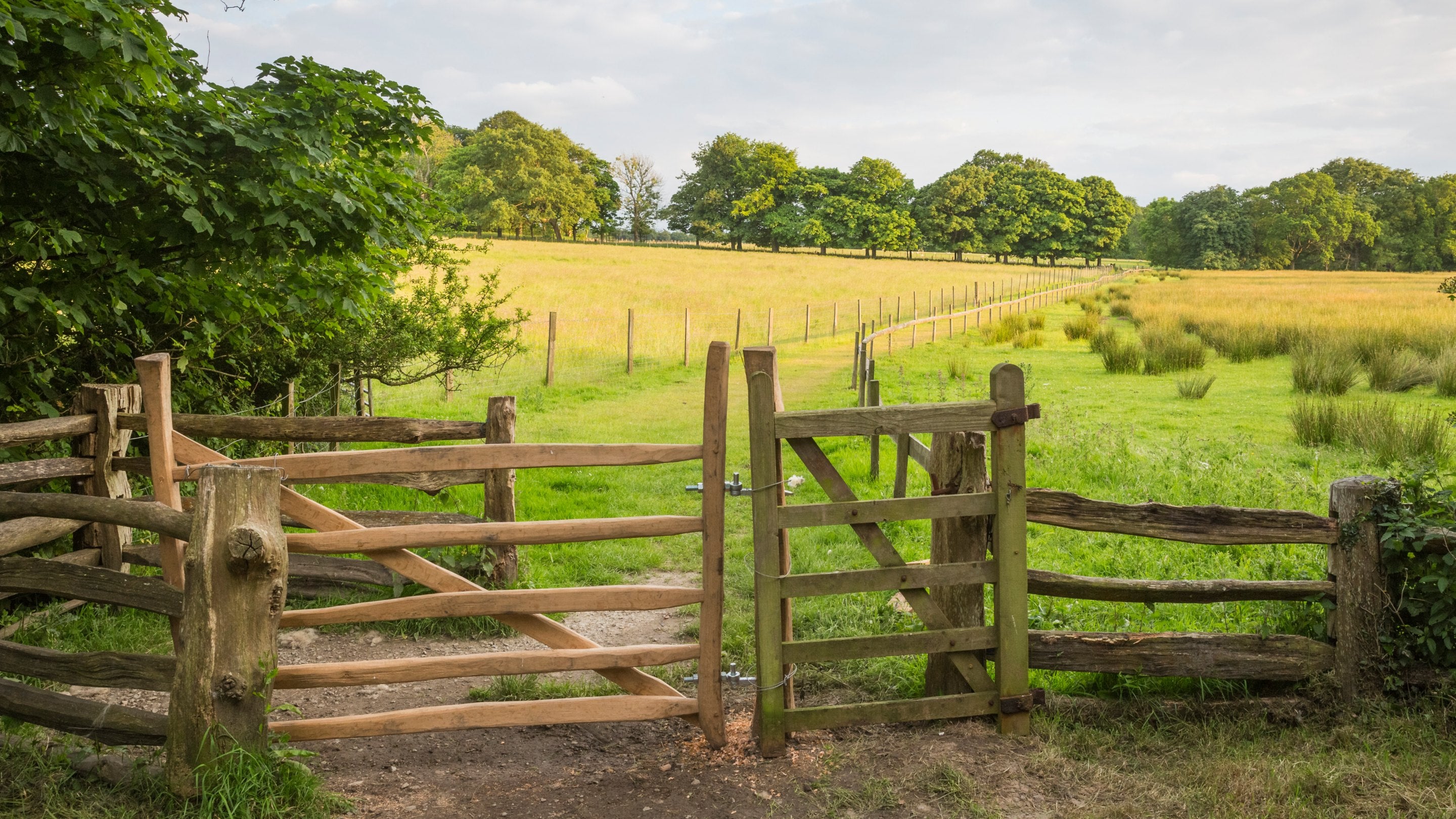 Glan Faenol woodland