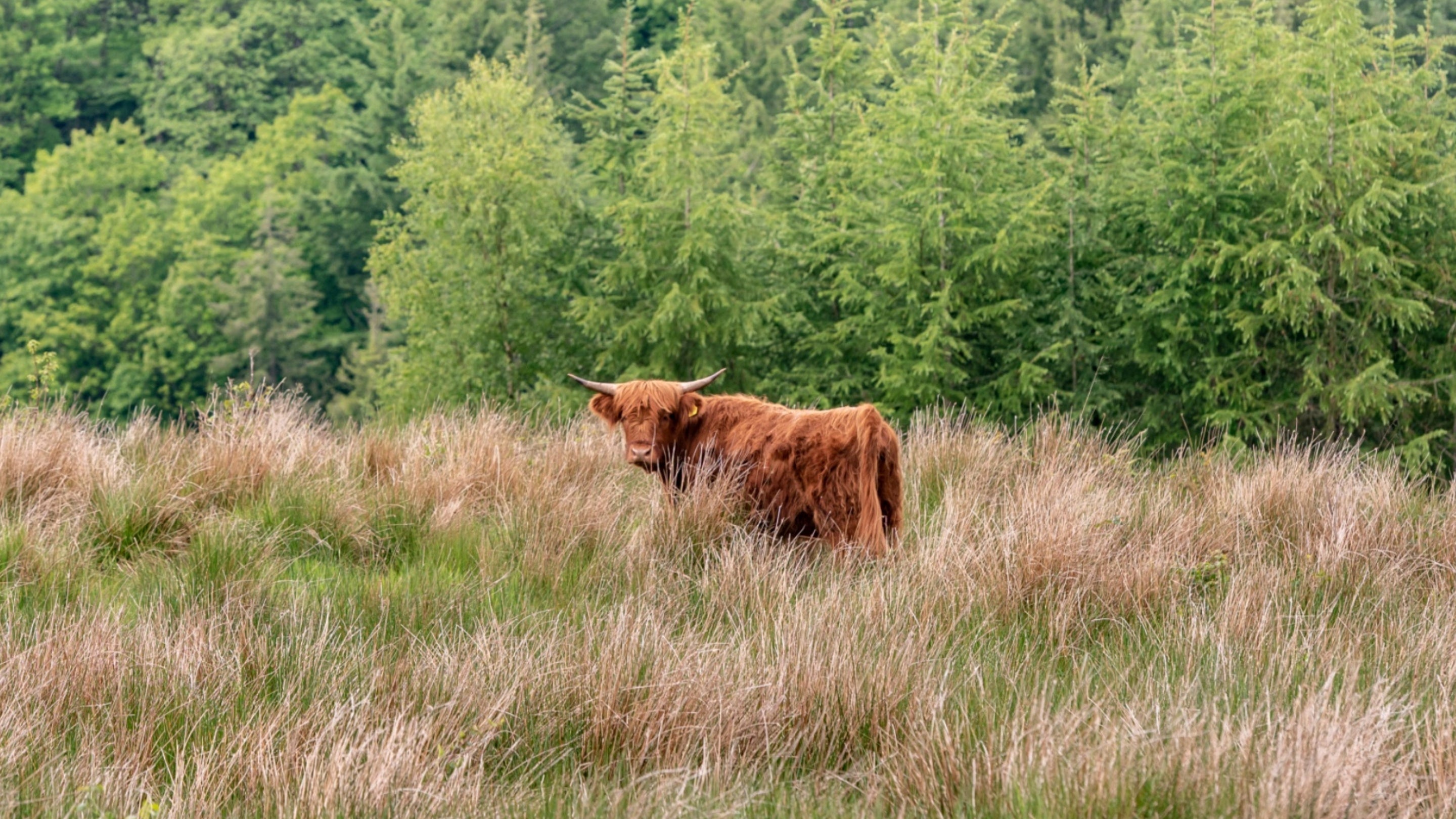 A close-up of a highland cattle grazing on the Hafod Estate, Ceredigion, Wales