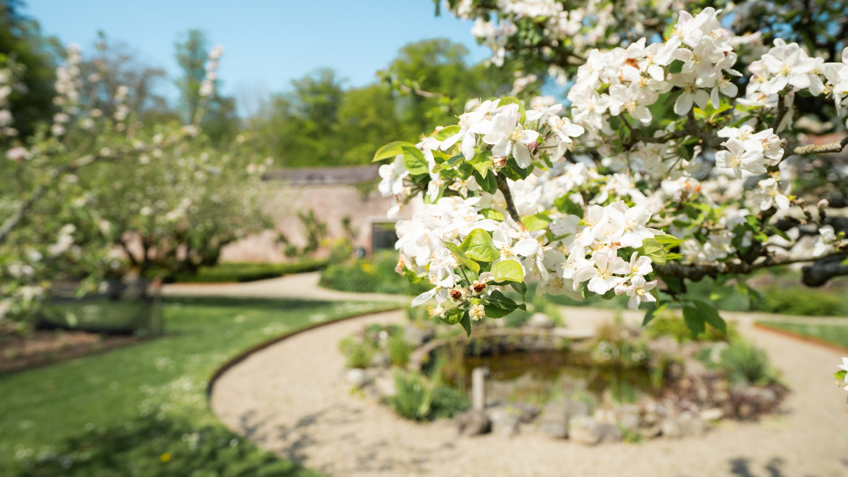 Branches full of delicate apple blossom in the foreground within the Walled Garden at Llanerchaeron, Ceredigion