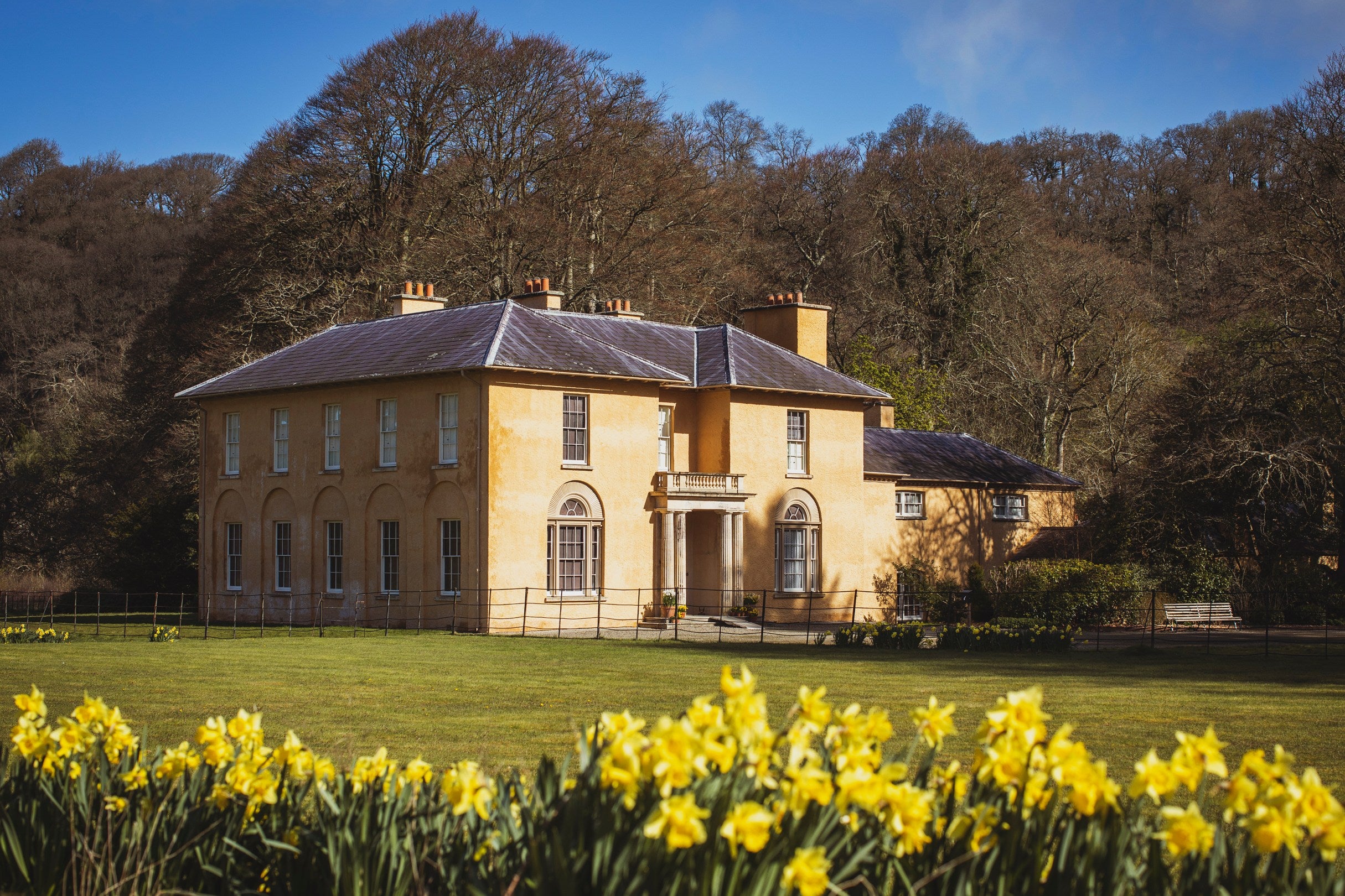 Exterior of Llanerchaeron with daffodils in bloom, Ceredigion, Wales