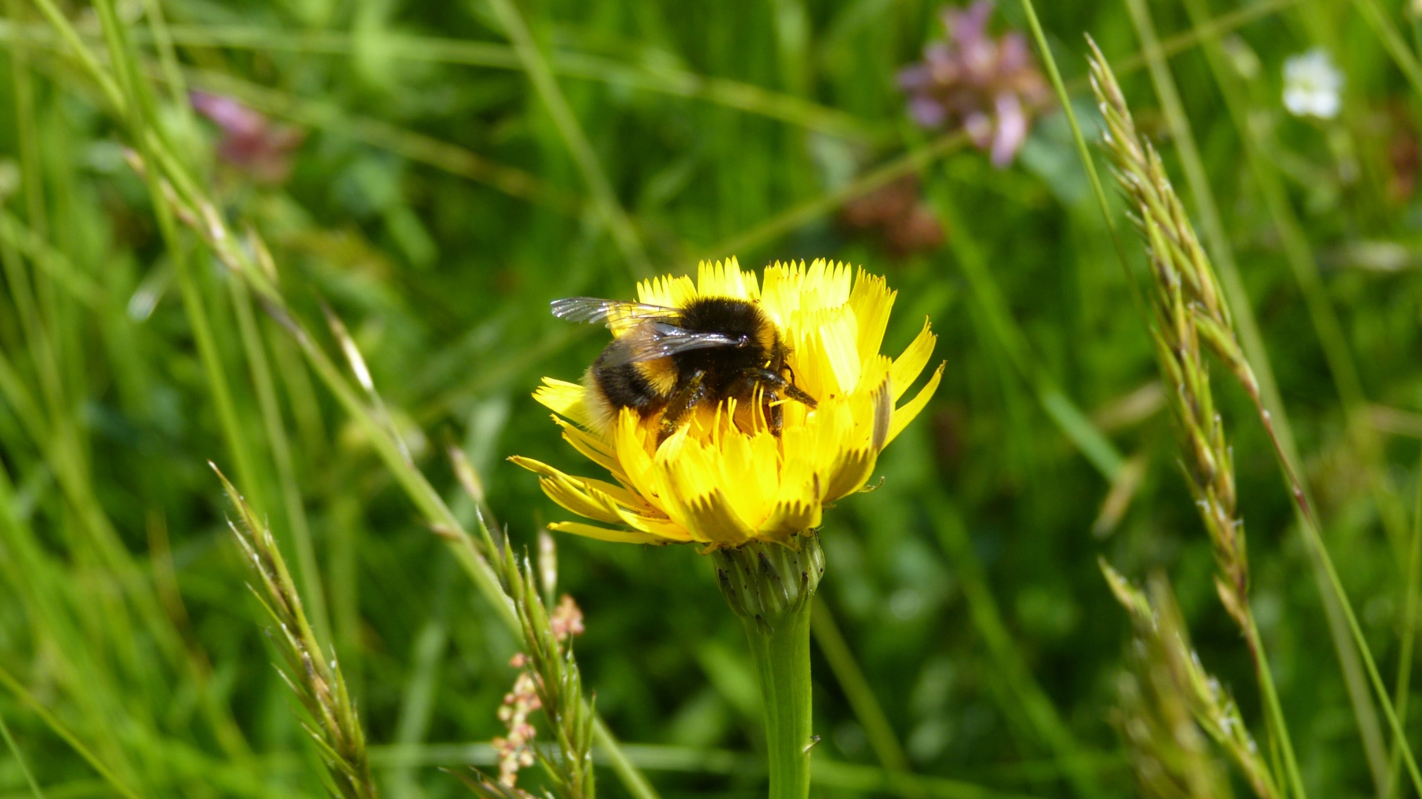 Buff-tailed bumblebee in meadow, Llanerchaeron