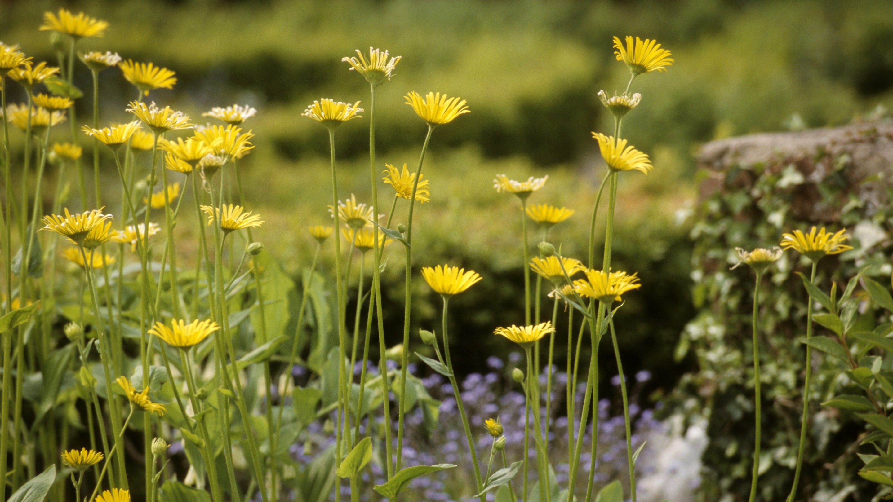 Meadow flowers beside a stream at Llanerchaeron in Ceredigion, Wales