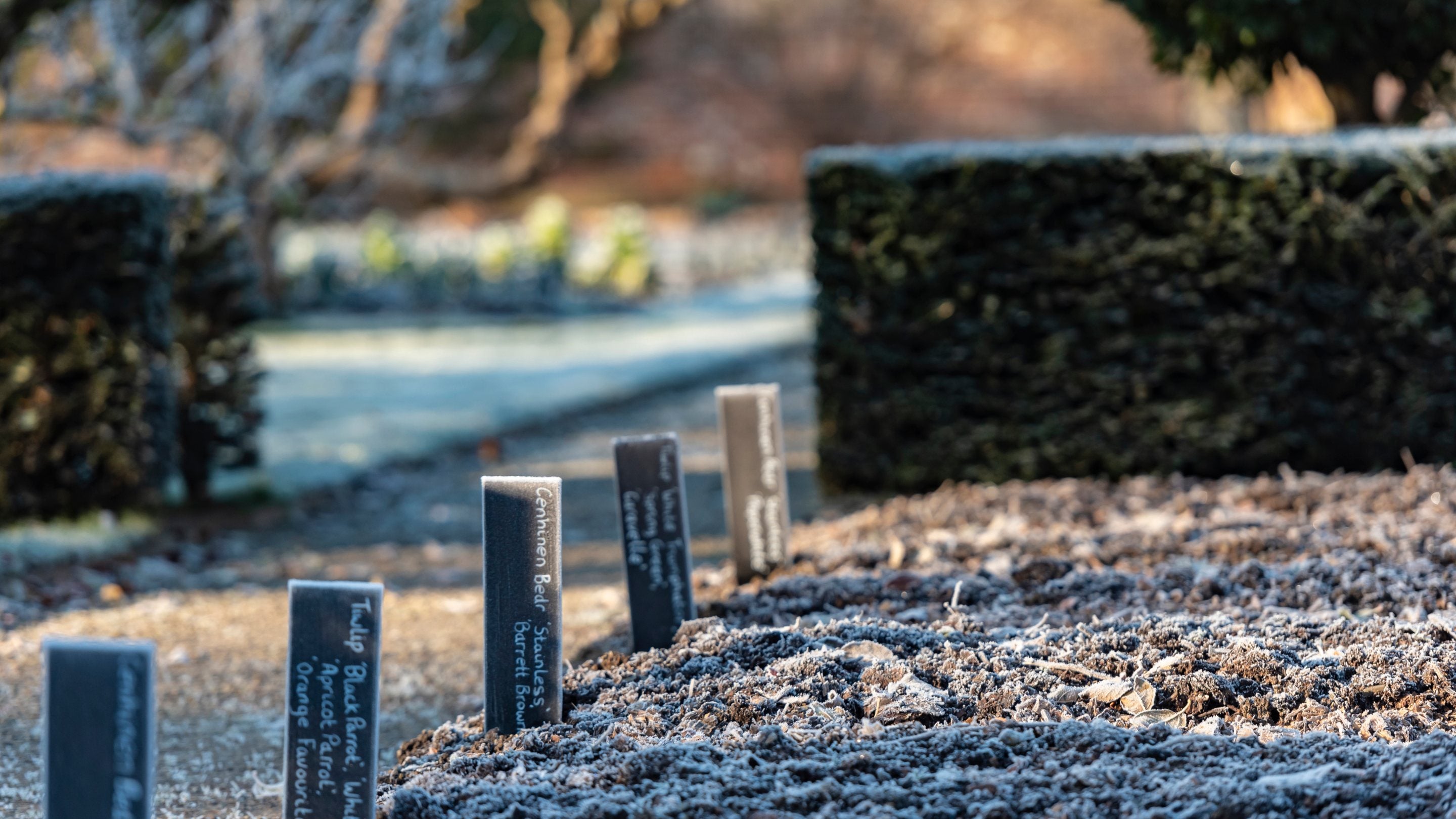 Winter in walled garden at Llanerchaeron, Ceredigion