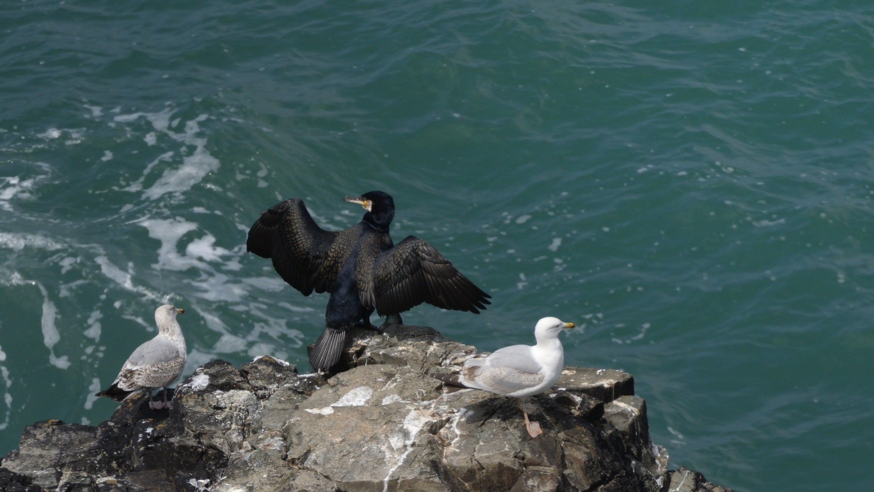 Mulfran yn sychu ei adenydd