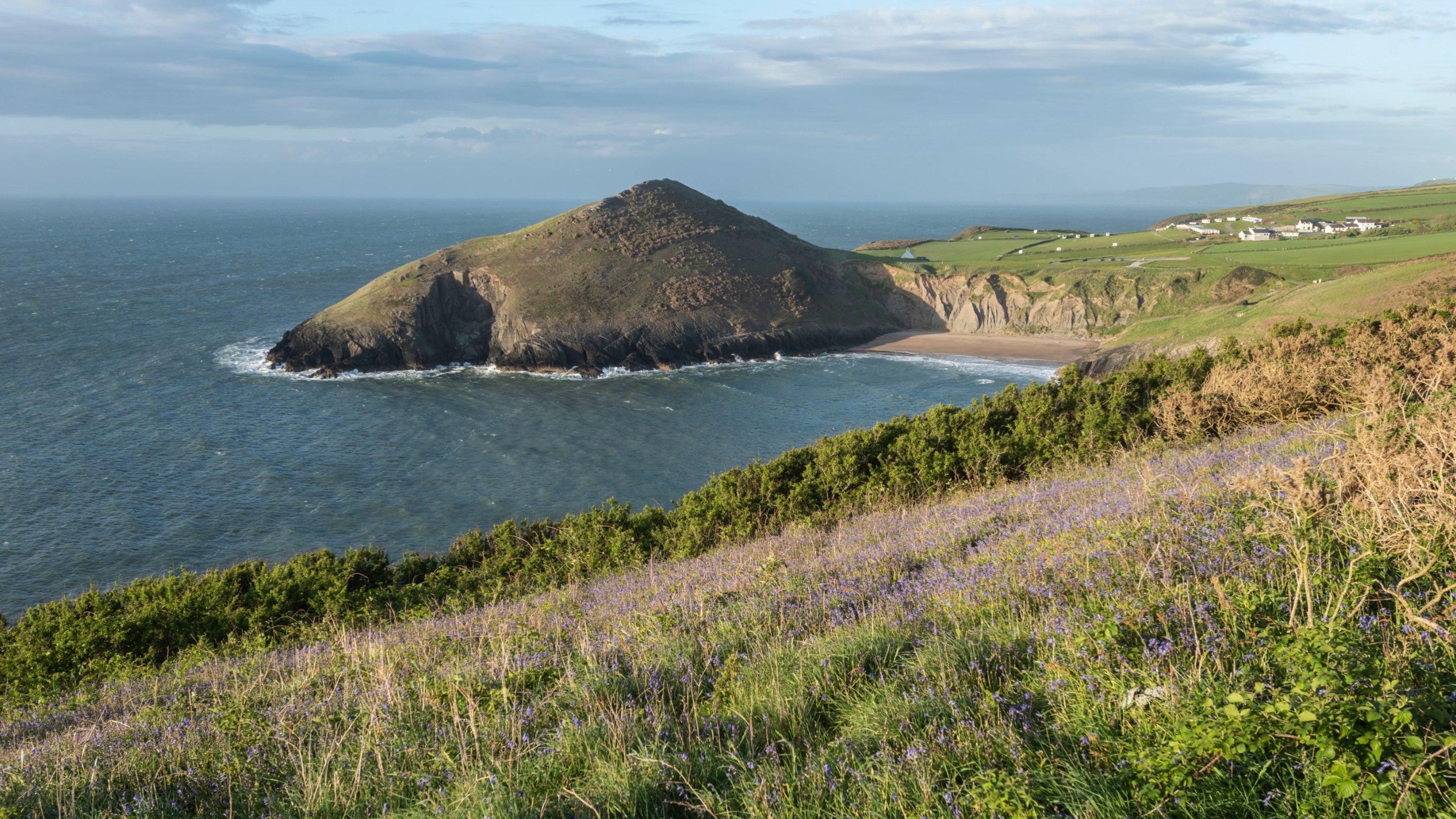 A view over Mwnt beach in ceredigion from the coast path, with a sea of purple wild flowers in the foreground