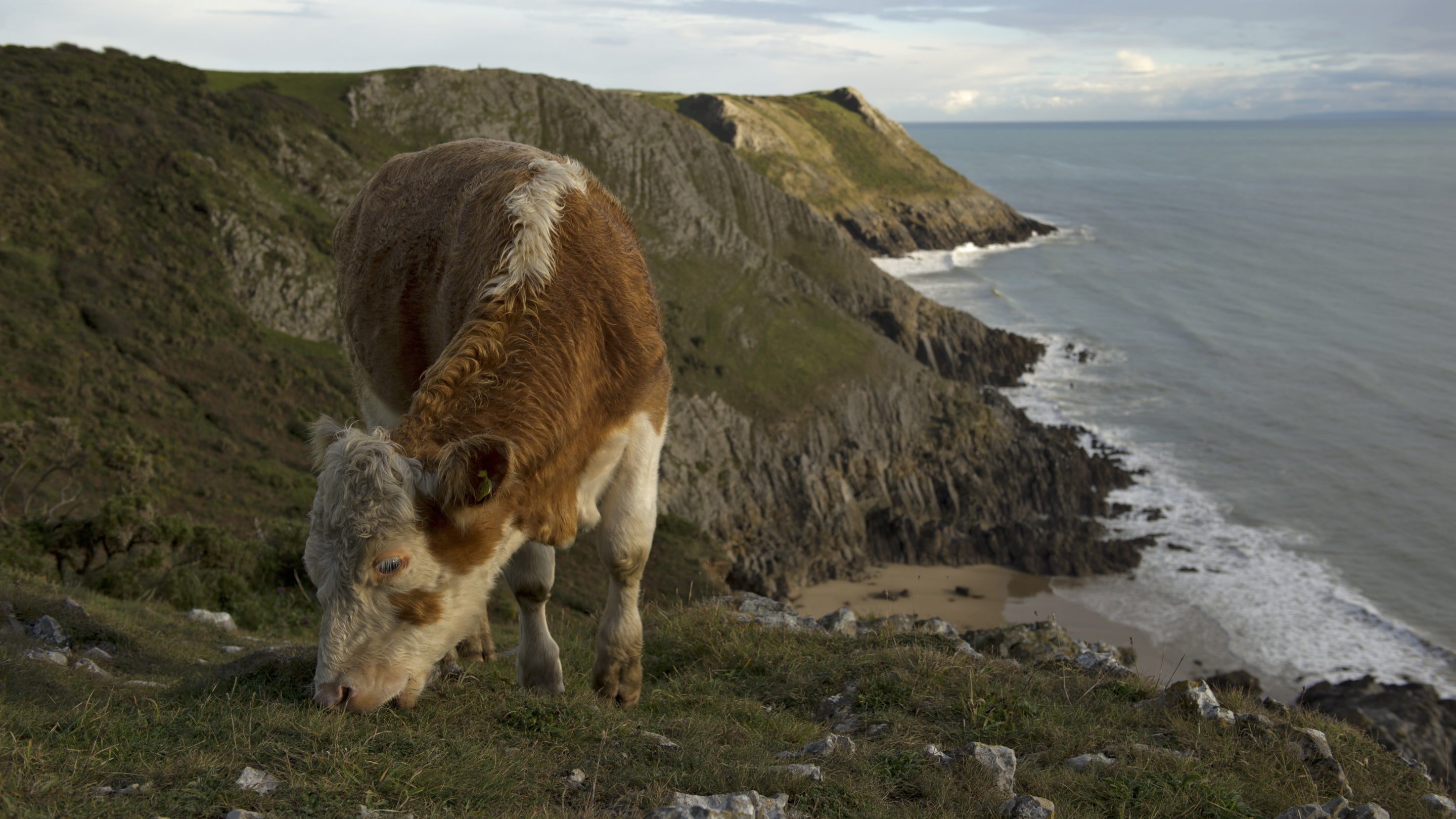 Buwch yn pori ar Glogwyni Pennard ym Mhenrhyn Gŵyr. Gellir gweld cildraeth islaw.