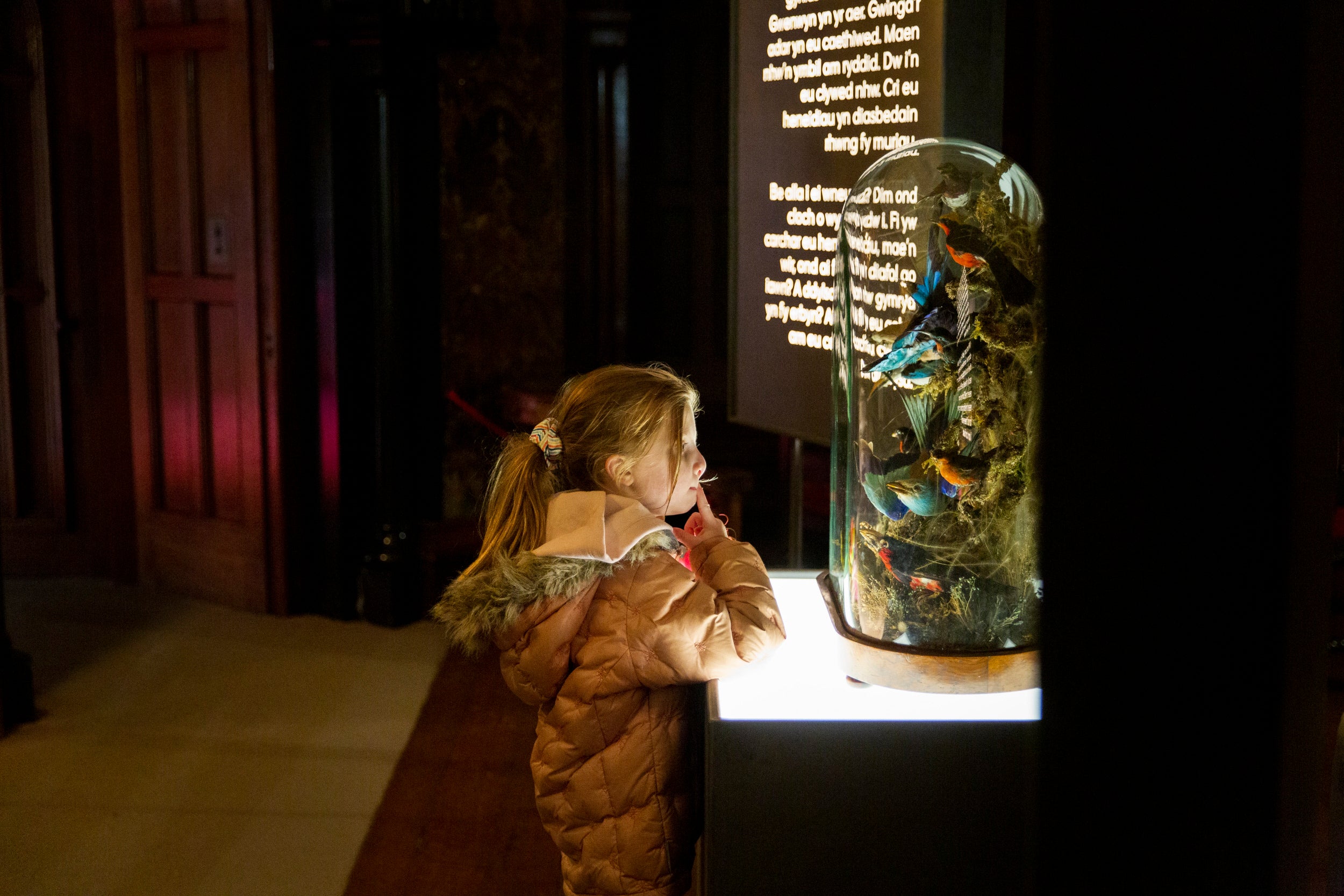A child looks at the taxidermy bird in a dome as part of Penrhyn Castle's exhibition What a World