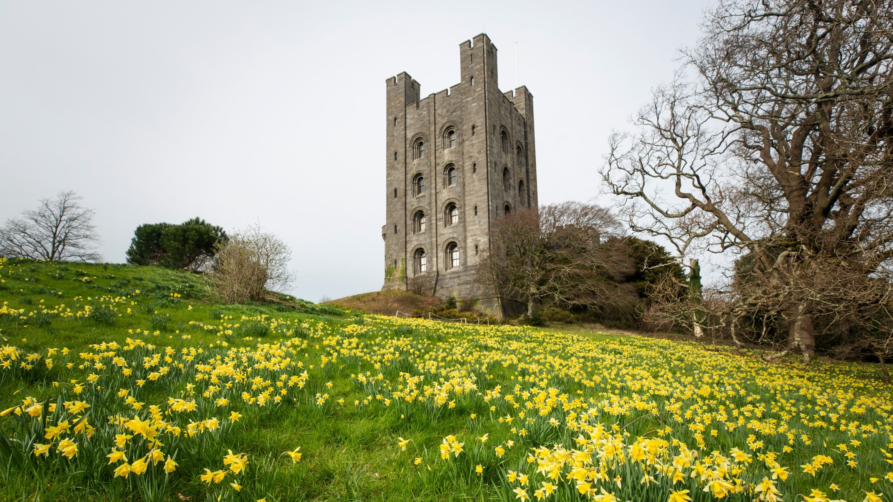 View of daffodils in the garden with Penrhyn Castle in the background in Gwynedd, North Wales
