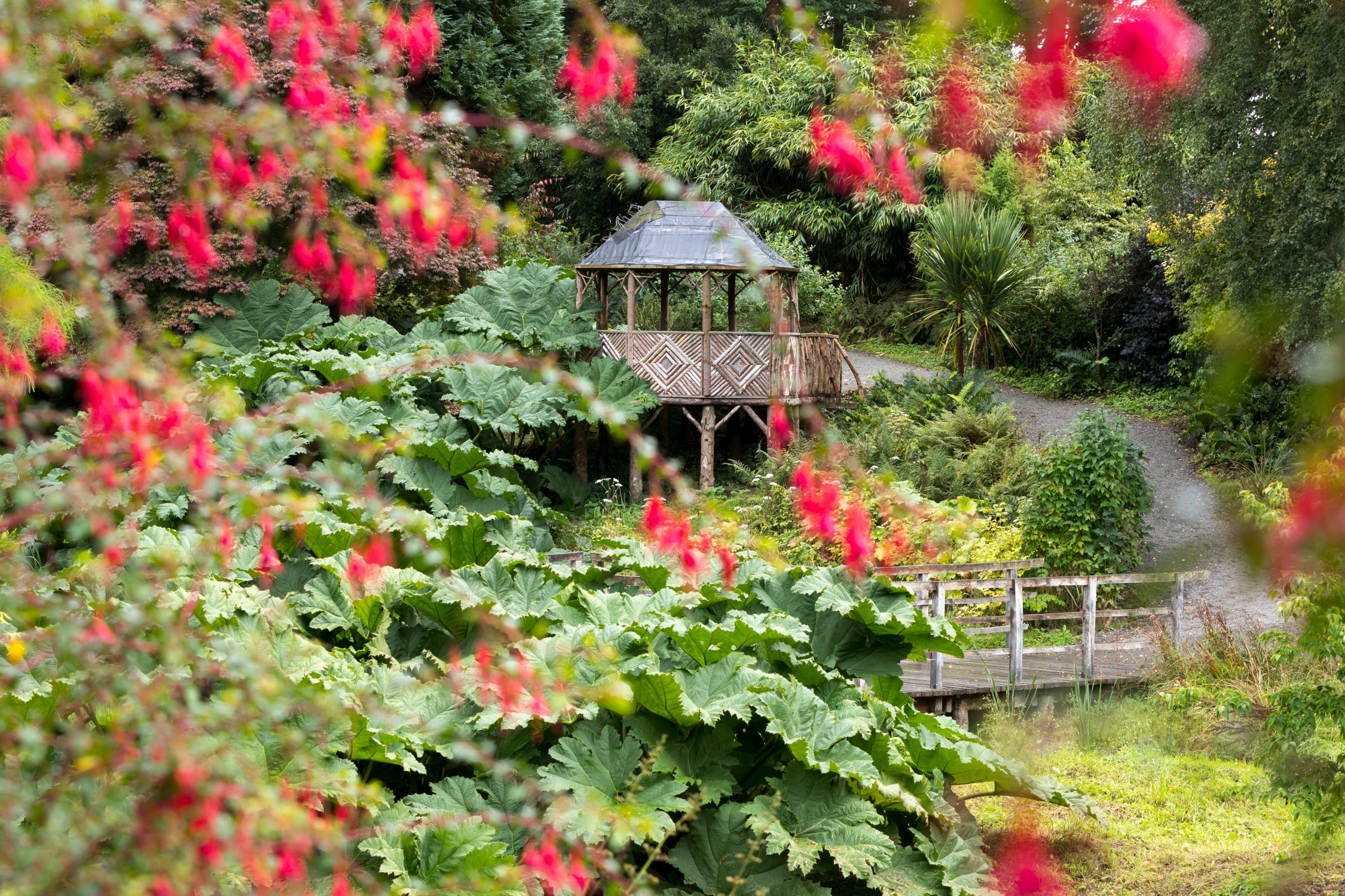 Strwythur Belvedere yn edrych dros yr Ardd Orsiog yng Nghastell Penrhyn sy'n cynnwys y Gunnera Enfawr a rhywfaint o flodau Fuschia
