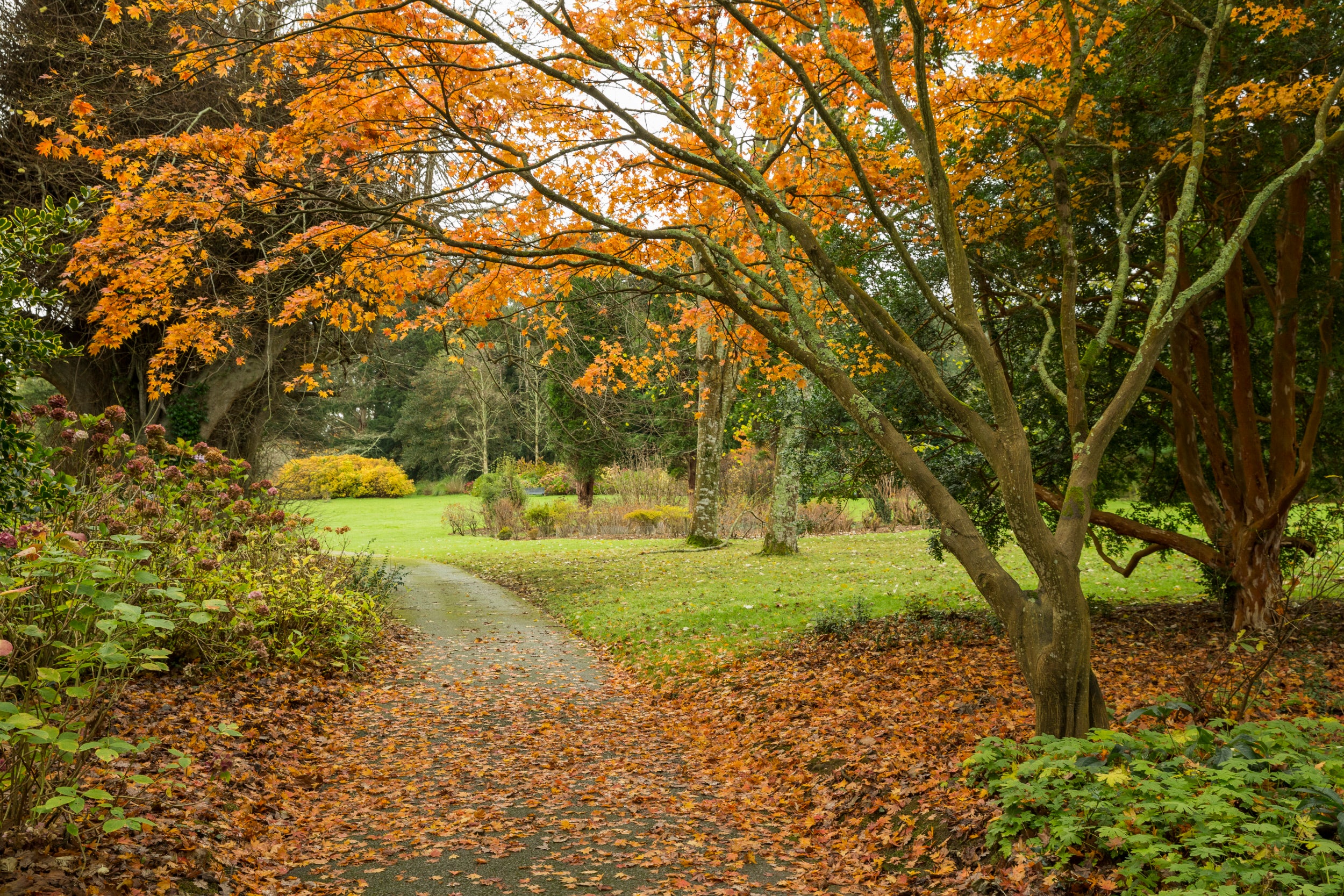 Image of a tree with golden leaves on the floor