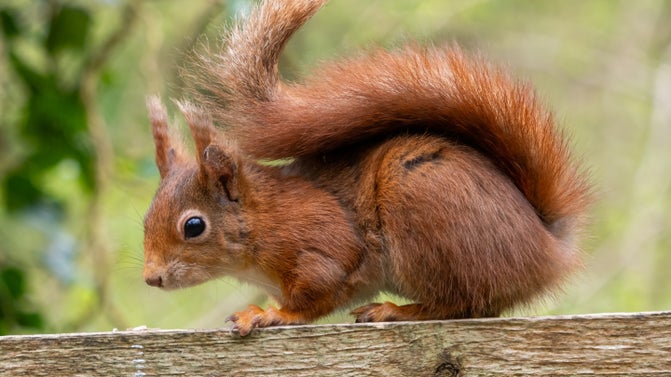 A red squirrel sitting on the branch of a tree, its tail over its back
