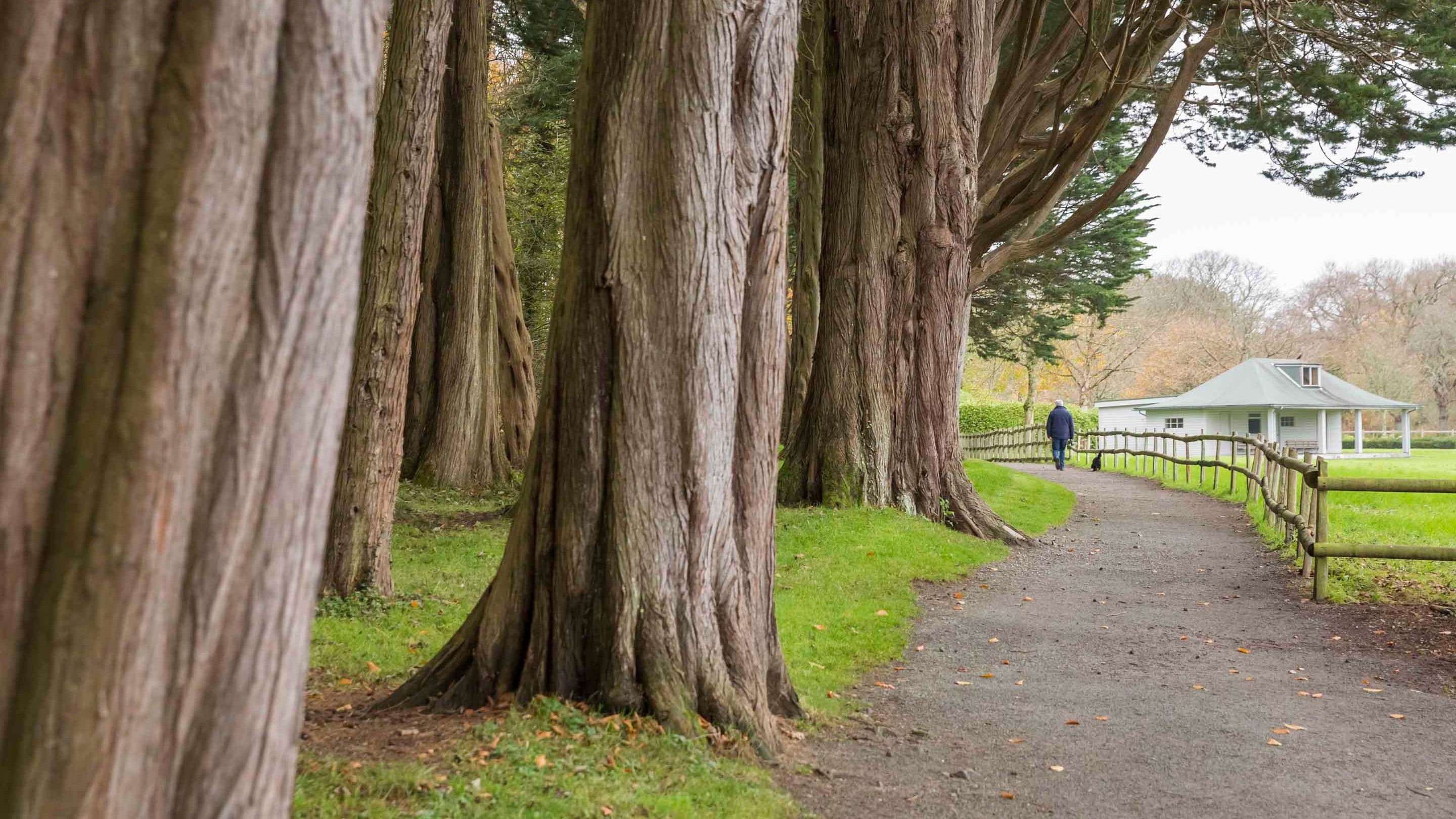 A visitor and their dog walk on a path in the distance between some woodland and a fenced field at Plas Newydd, Anglesey, North Wales
