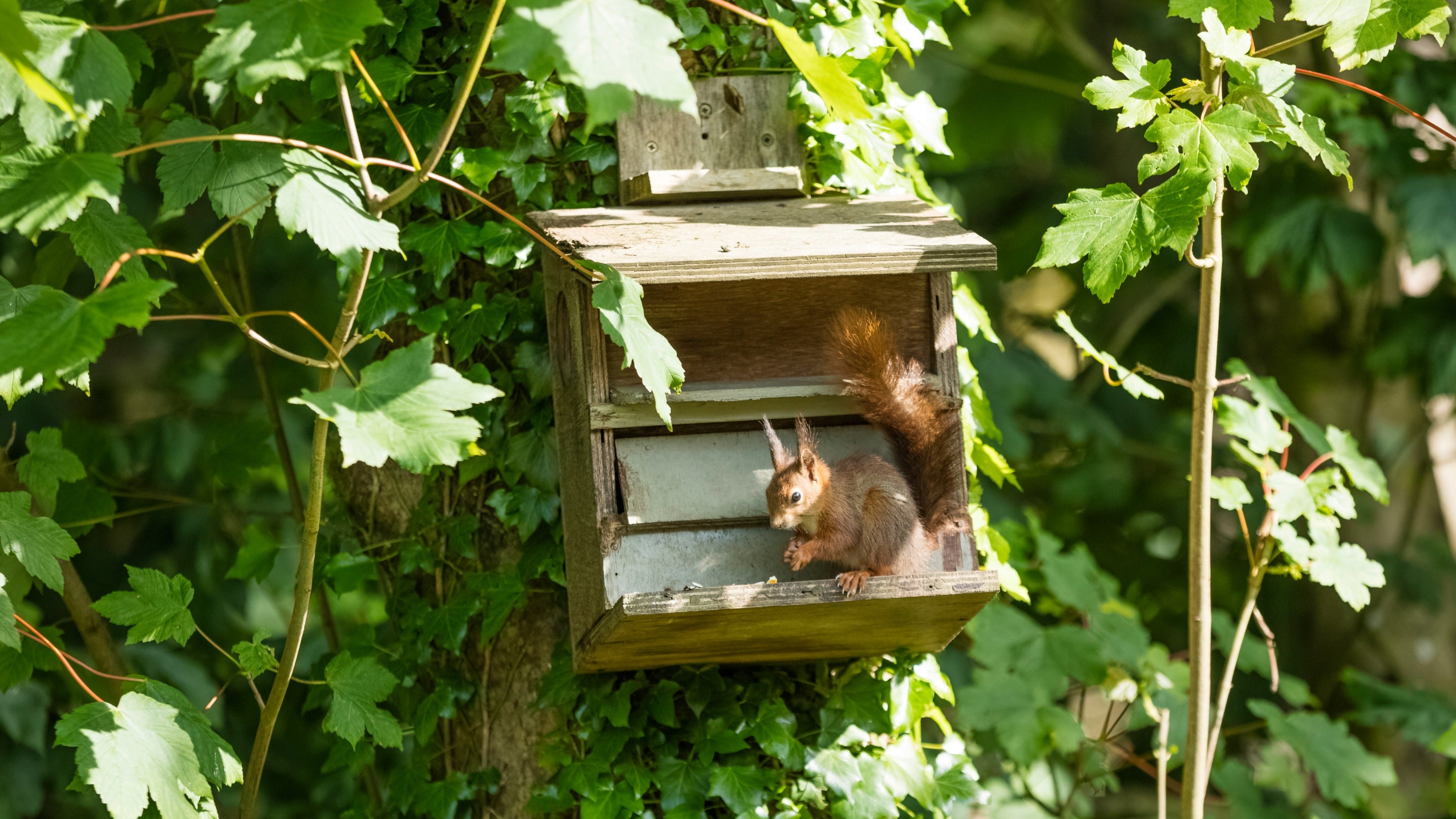 Gwiwer goch ar flwch bwydo yn y coetir yn Nhŷ a Gardd Plas Newydd yn Ynys Môn, Cymru