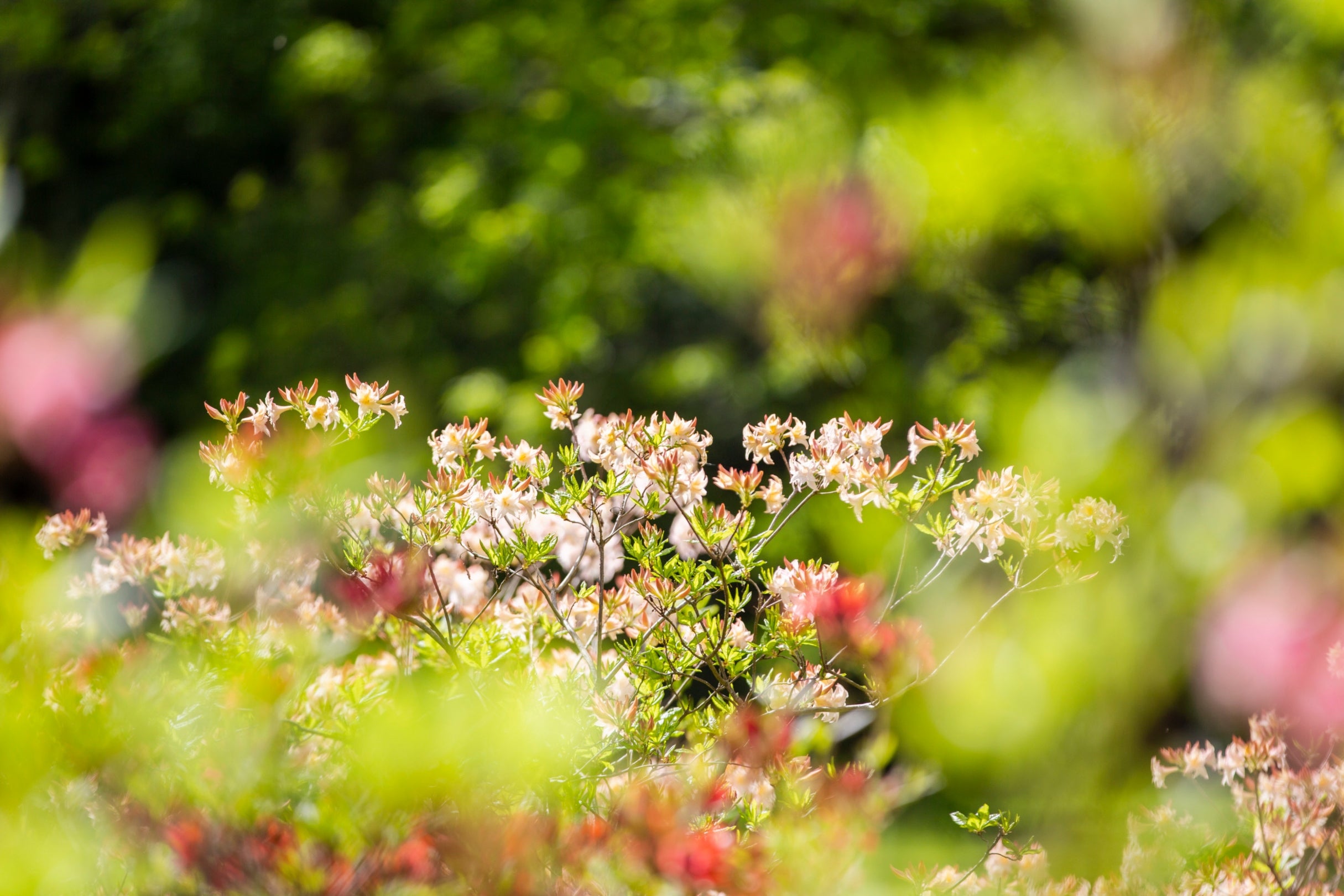 Colourful rhododendron in bloom with pink flowers and green leaves with green in background