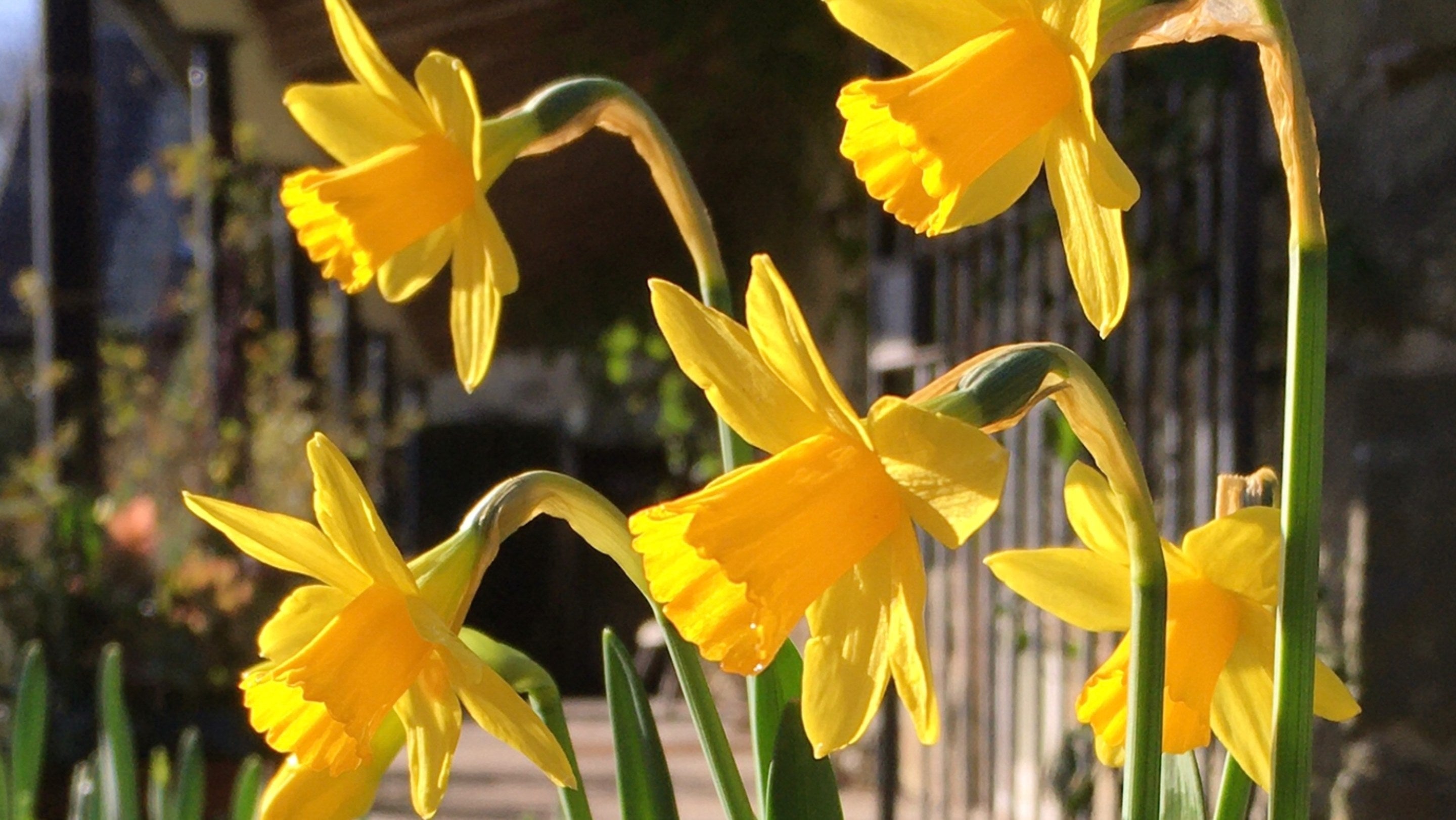 Daffodils at Plas yn Rhiw