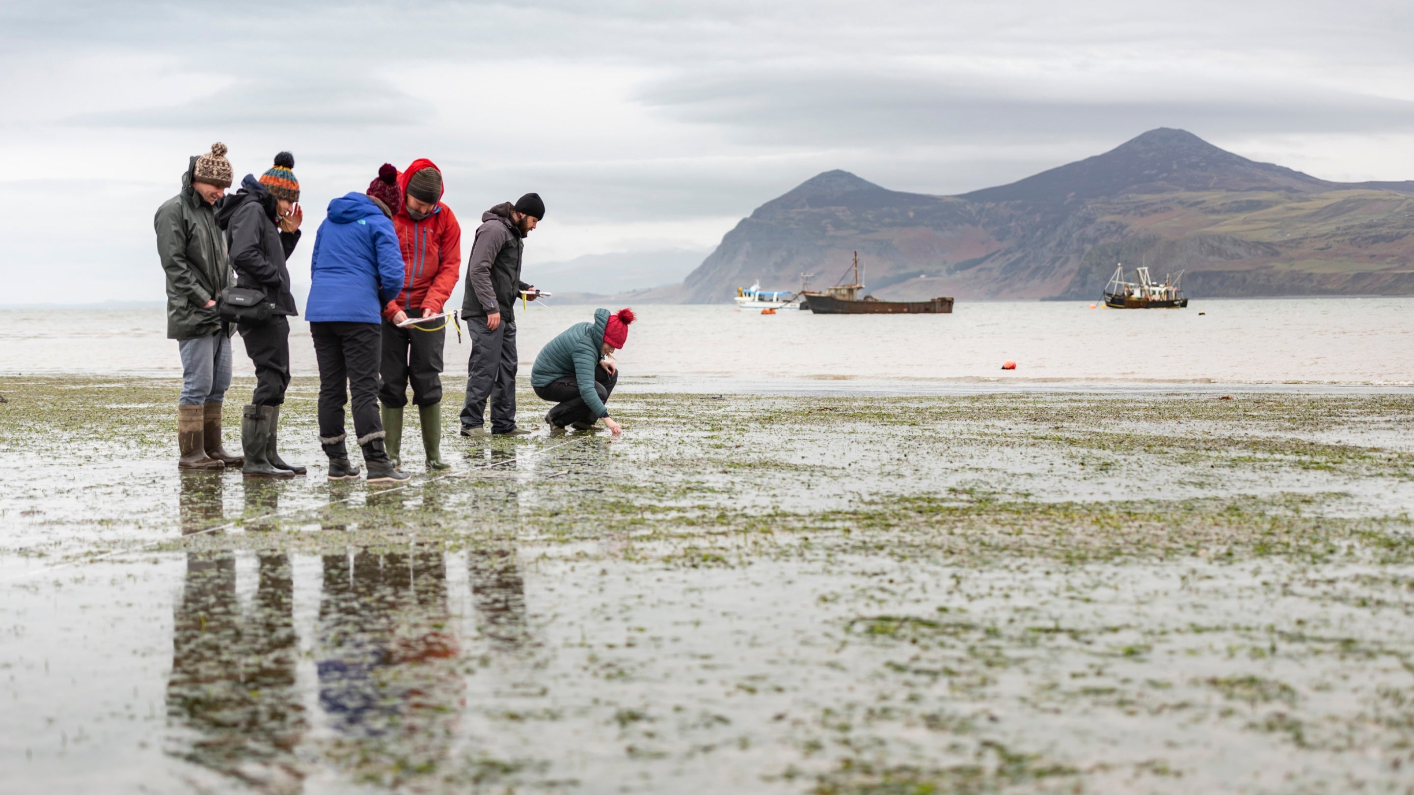 Seagrass is inspected on the coast at Porthdinllaen, Gwynedd