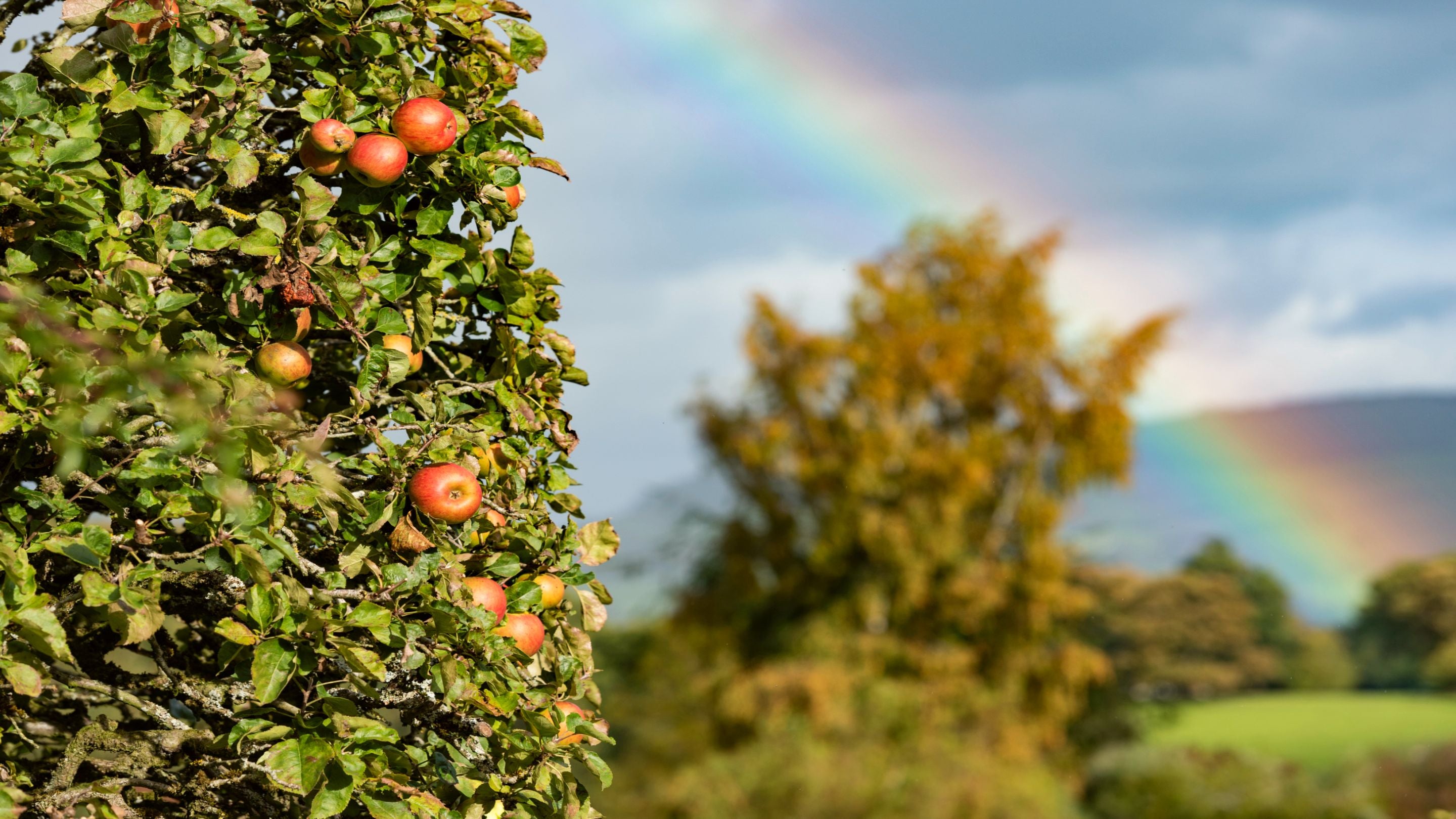 The carefully trained and pruned pyramid apple trees.