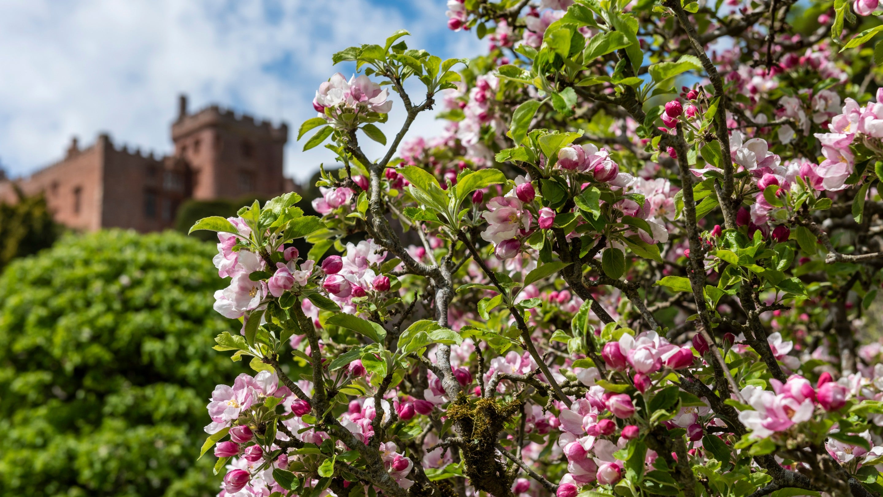 Branches full of delicate apple blossom in the foreground, in the background the red brick house of Powis Castle, Welshpool