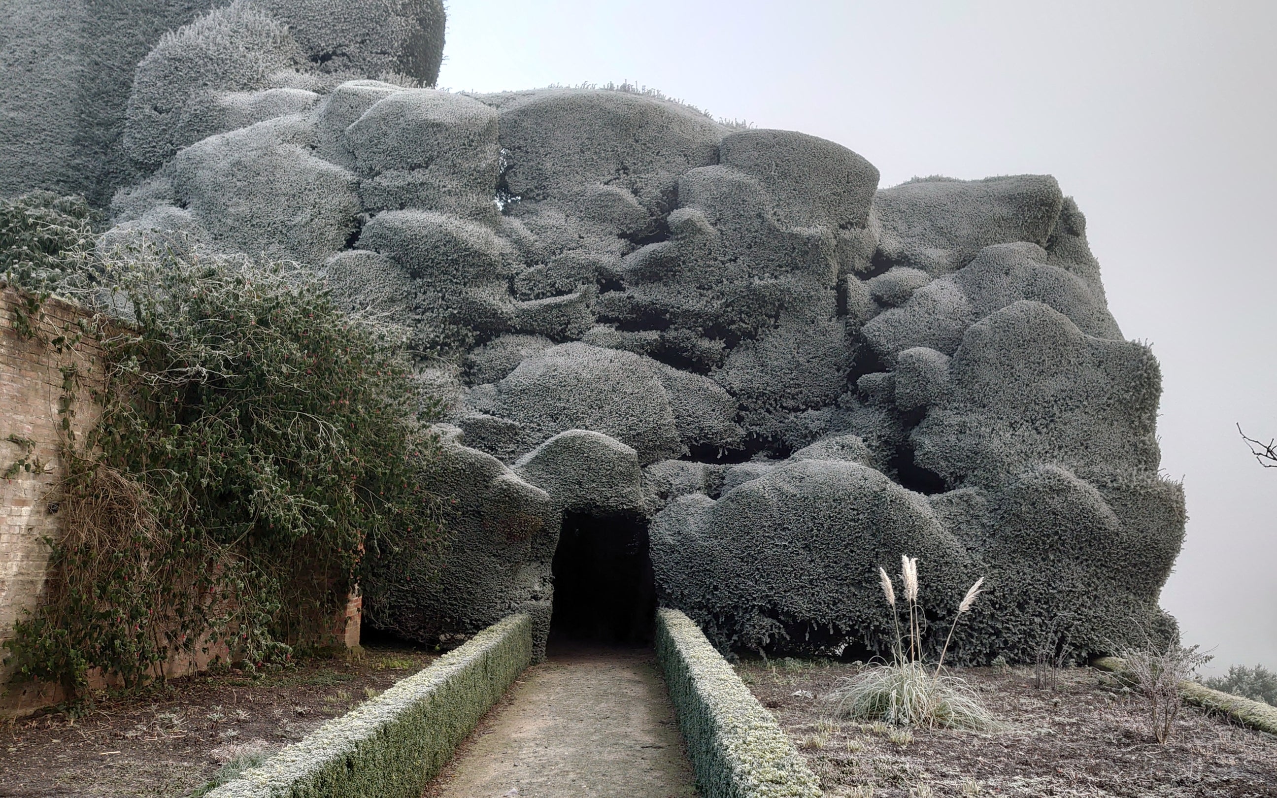 Frost-covered yew hedges at Powis Castle and Garden, Wales