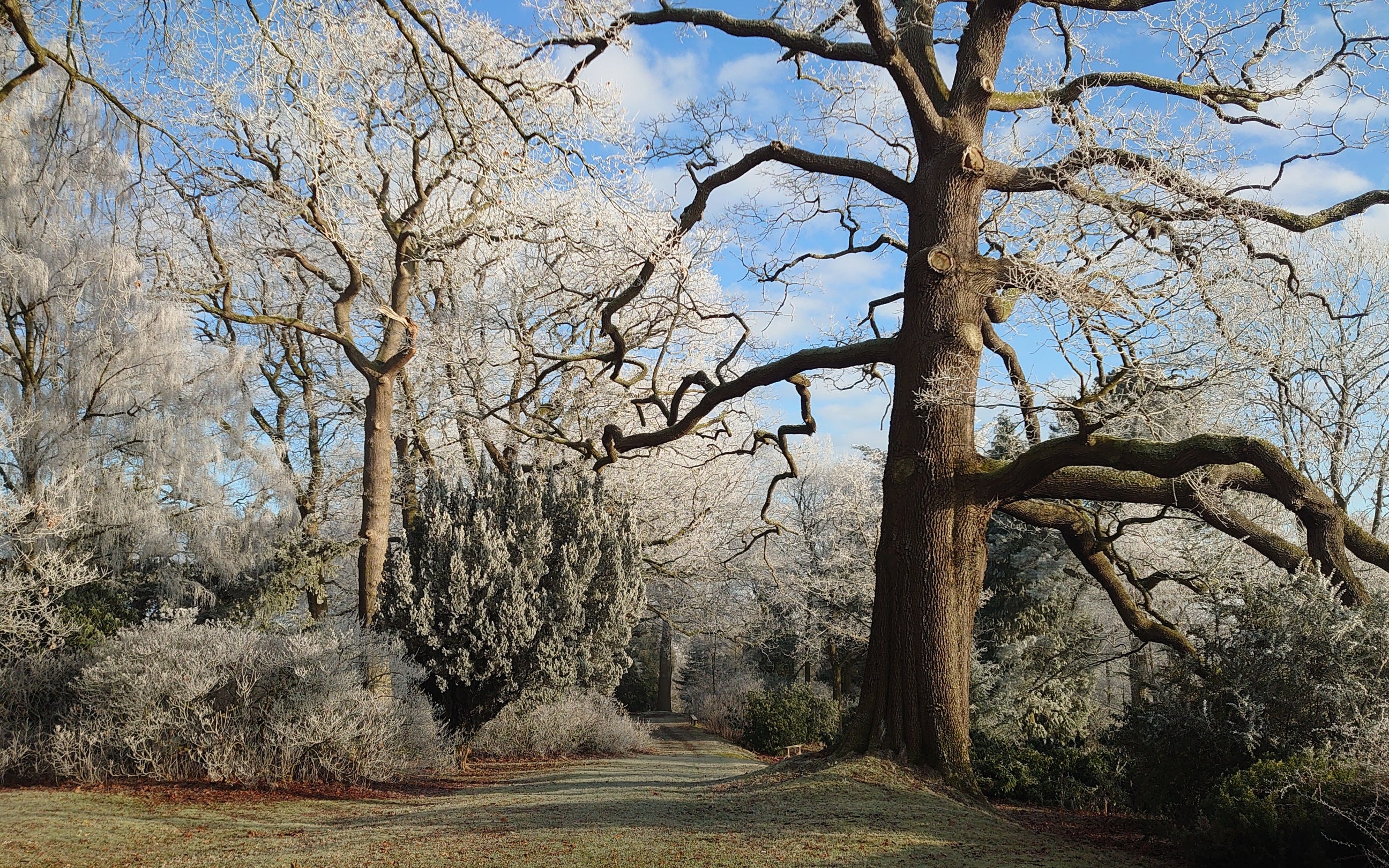 Frosty woodland walk at Powis Castle and Garden, Wales