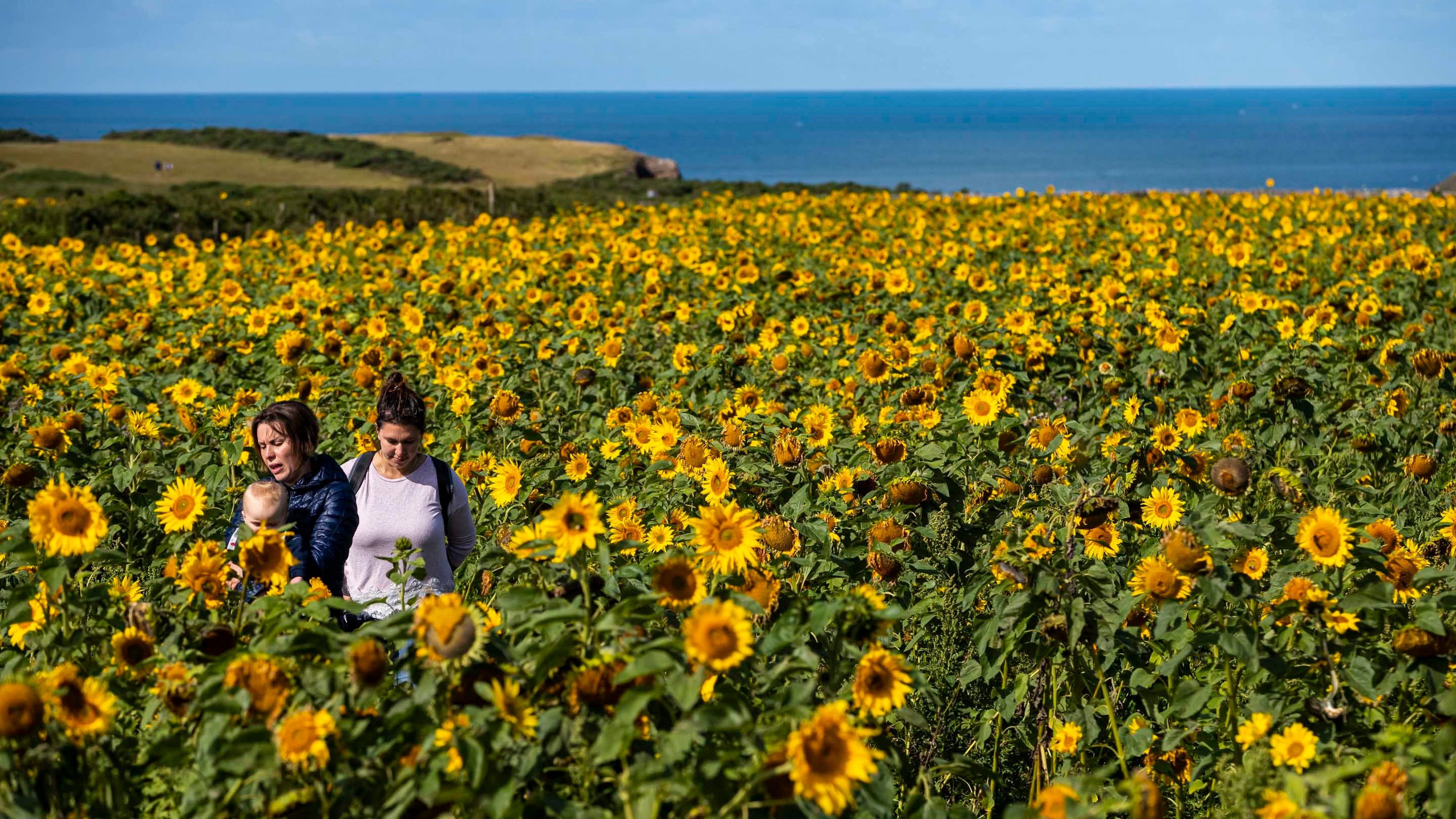 Ymwelwyr yn cerdded drwy gae o flodau haul melyn yn Rhosili ac Arfordir De Gŵyr. Gellir gweld y môr glas tawel a’r awyr las yn y cefndir.