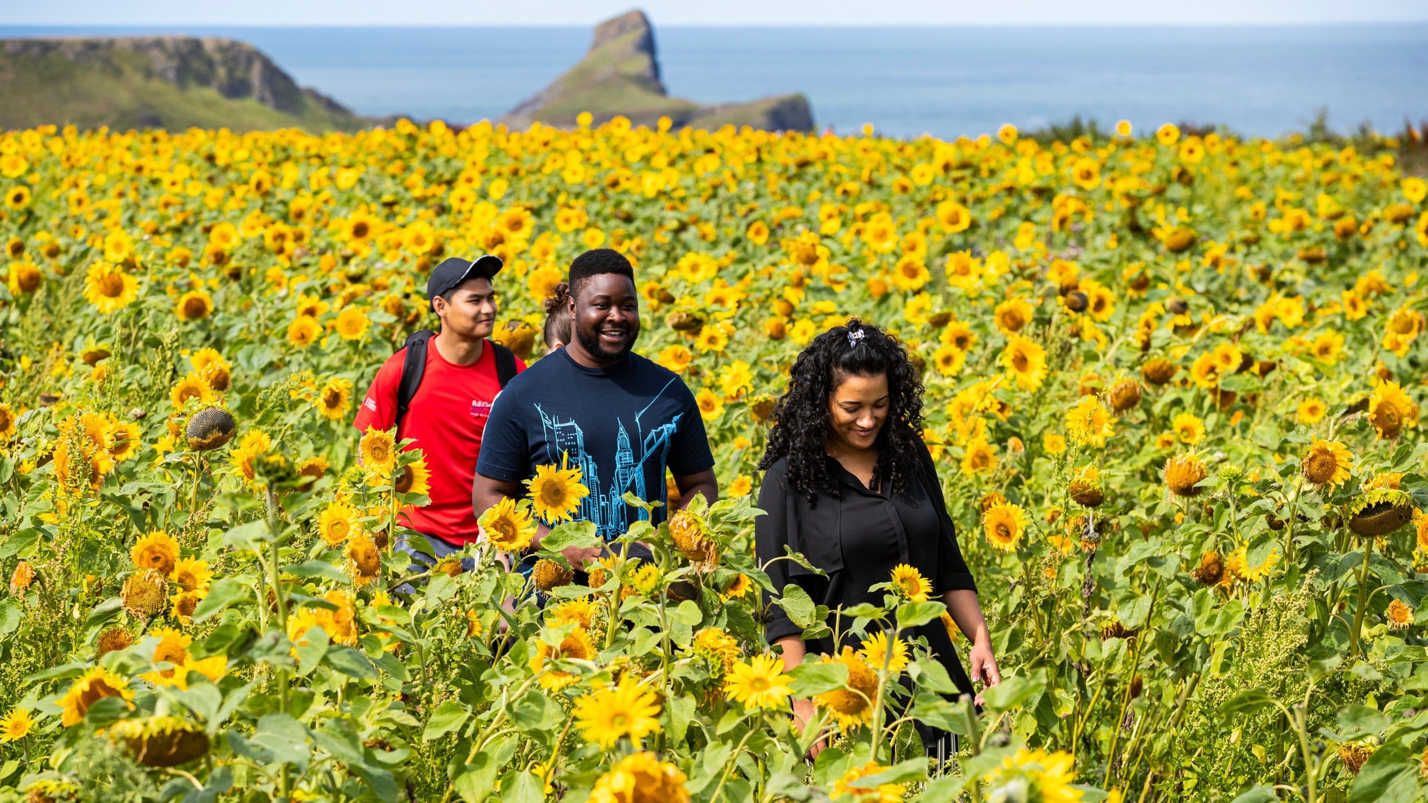 Group of young adults walking through a sunflower field in summer, with sea in the background