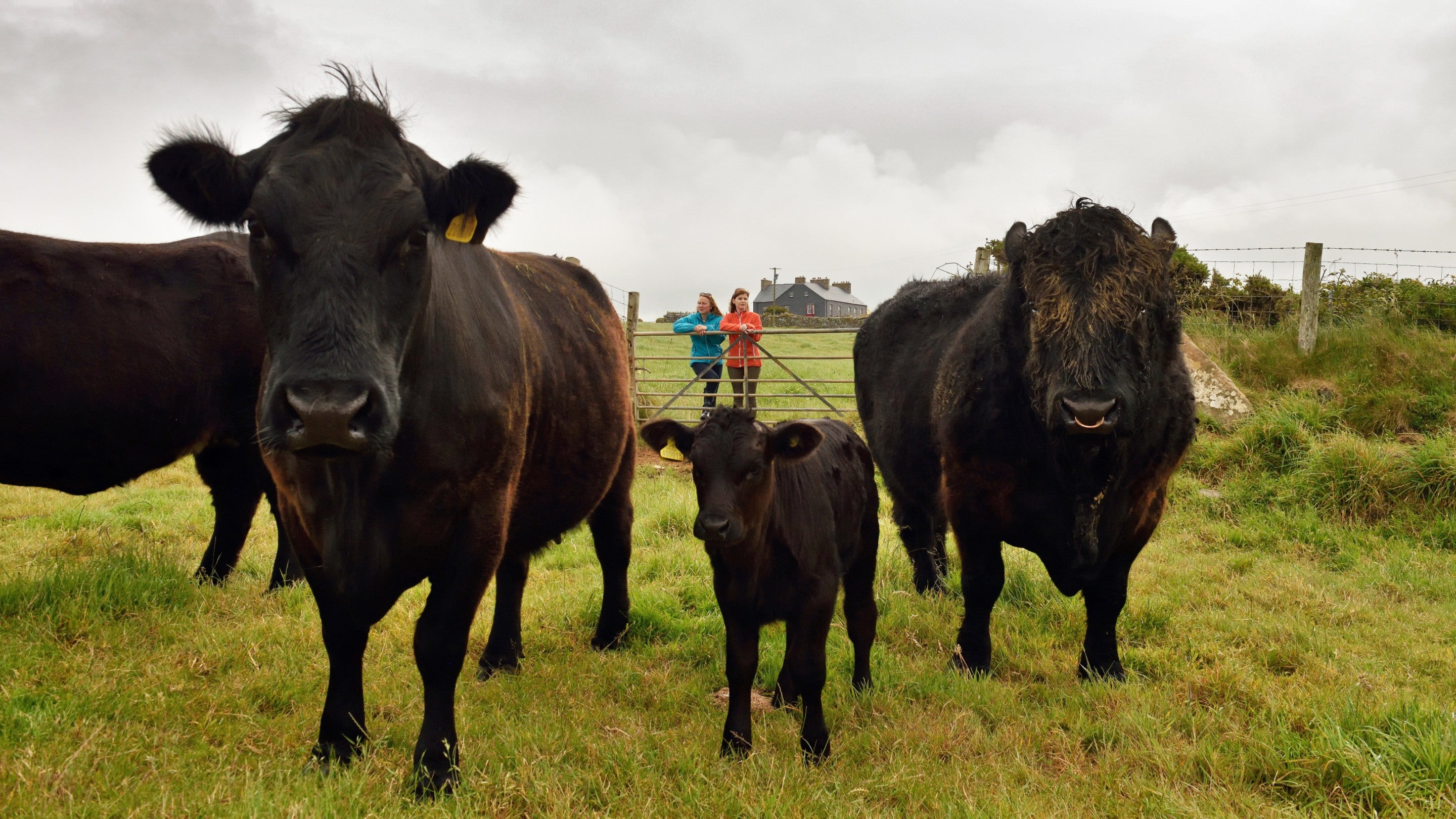 Welsh Black cattle standing in field with people with leaning on a gate in the background