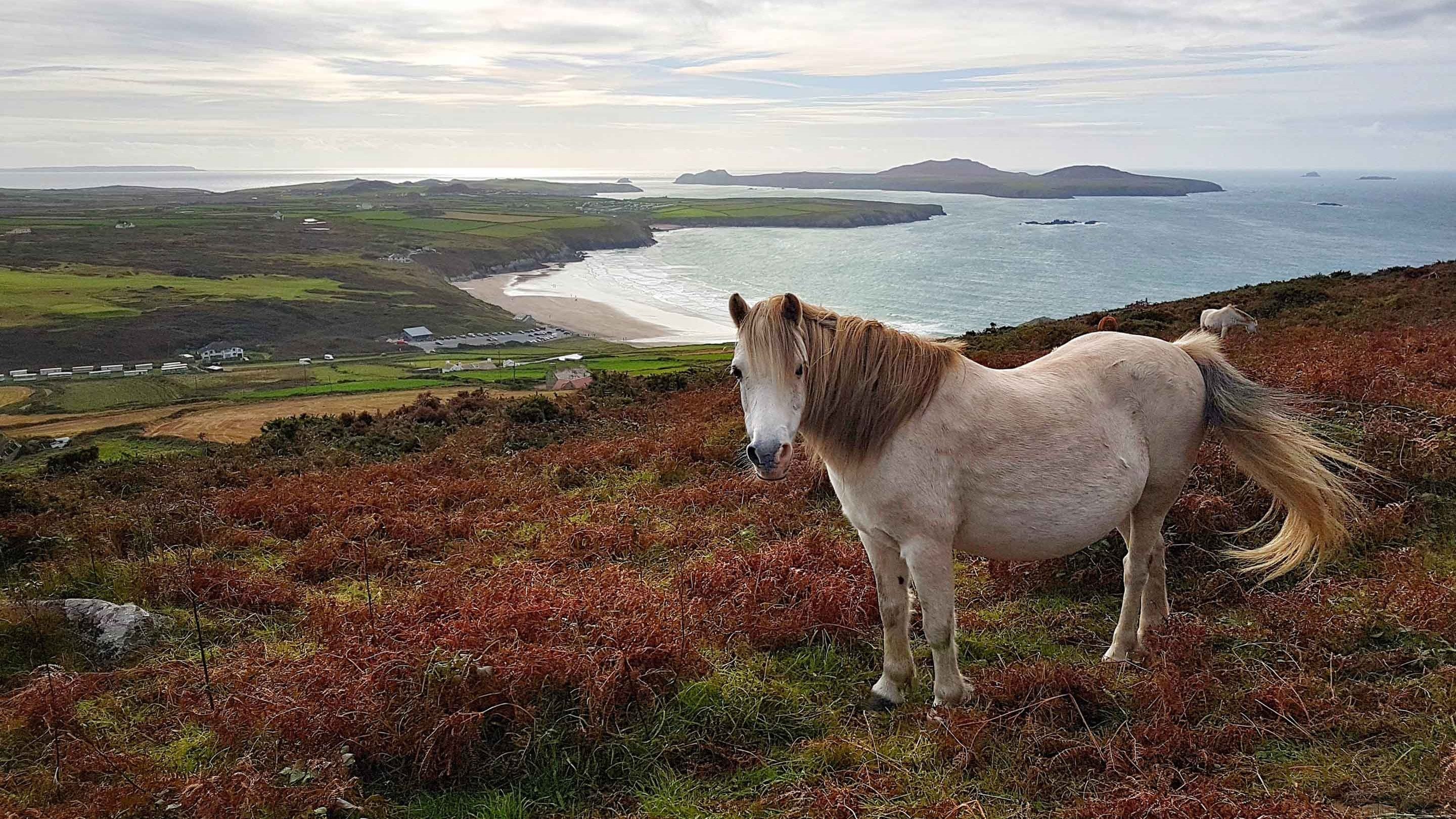 A pony stands on a hill looking at the camera, its tail caught in the breeze. The land slopes away into the distance where the coast and a beach can be seen