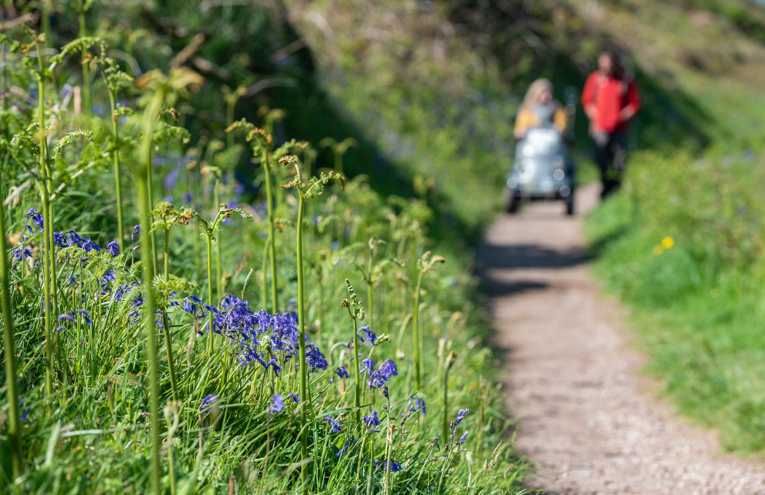 Bluebells and ferns blossom in the foreground as a couple, with one using a mobility aid to navigate the path.