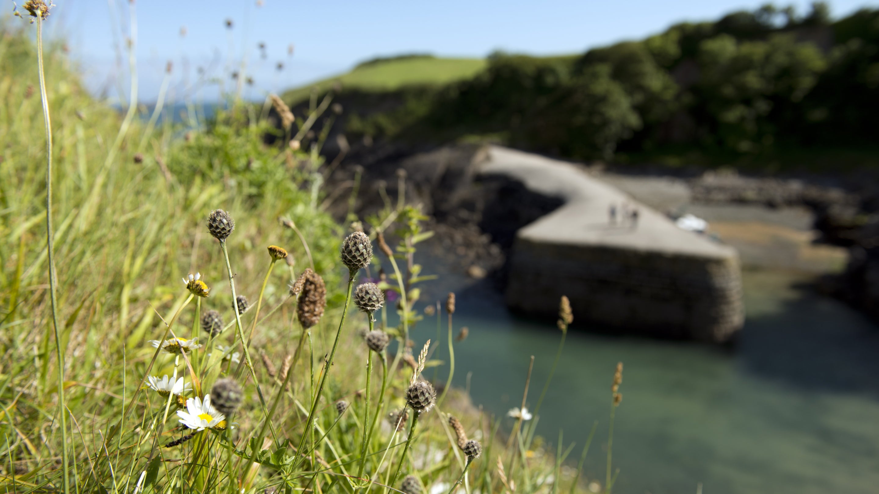 Stackpole Quay with visitors sitting on the quay in the distance