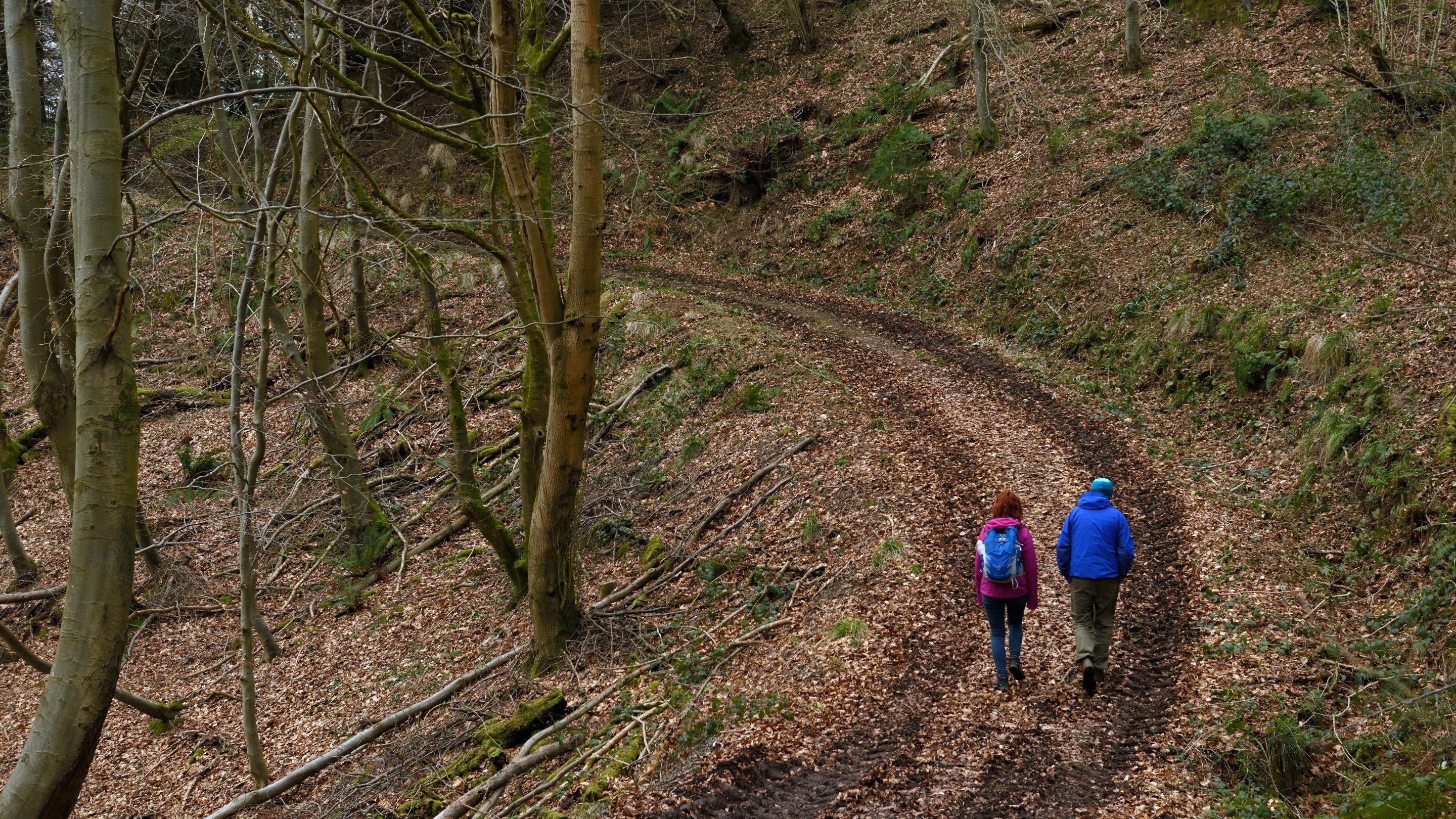 Dau berson mewn dillad awyr agored lliwgar yn cerdded ar lethr ar hyd llwybr coetir wedi’u hamgylchynu gan goed a boncyffion sydd wedi’u cwympo