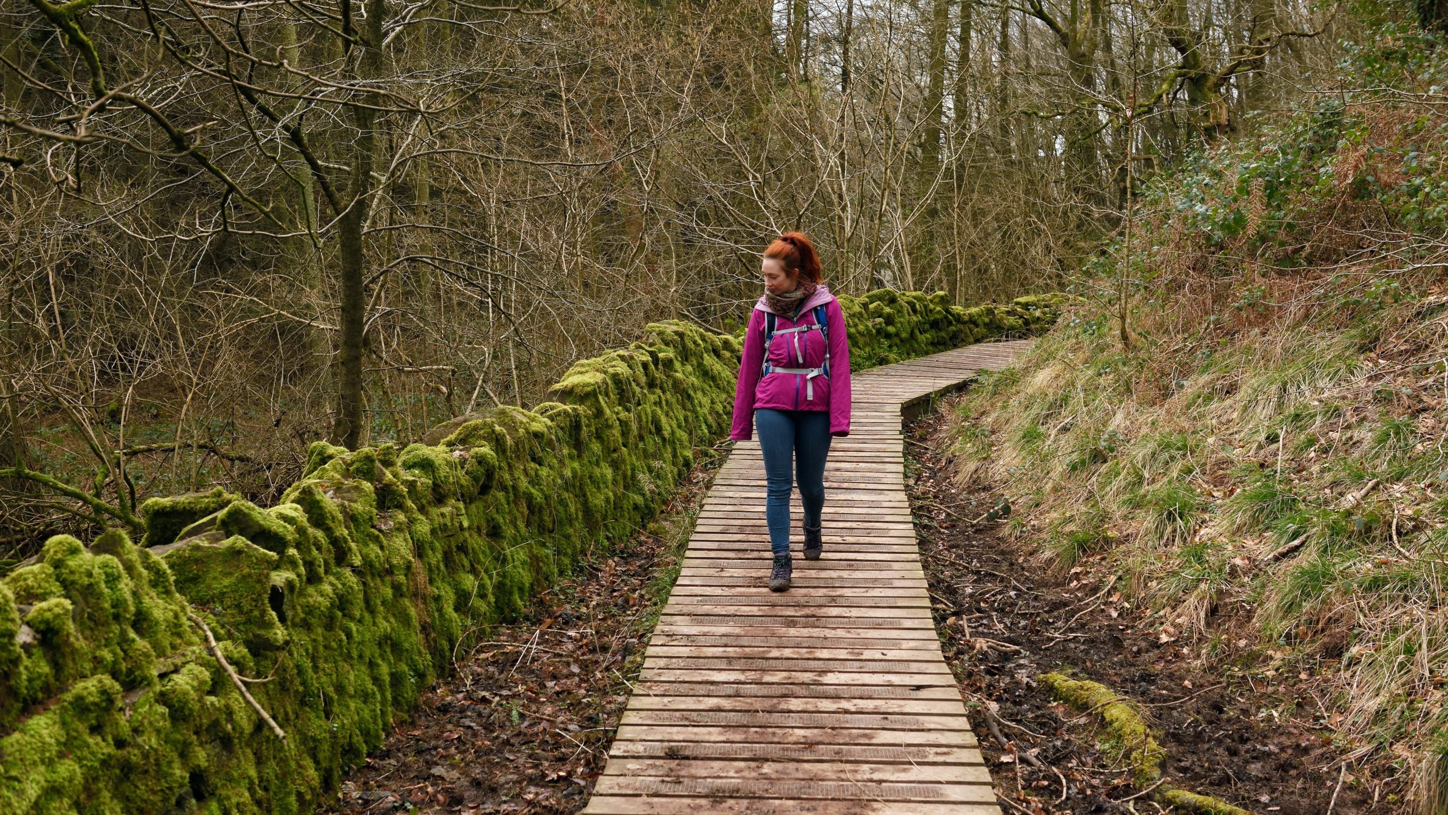Person yn cerdded ar hyd llwybr yn Ysgyryd Fawr yn Sir Fynwy gyda waliau cerrig wedi’u gorchuddio â mwsogl i’r dde ohonynt a llwybr pren dan draed