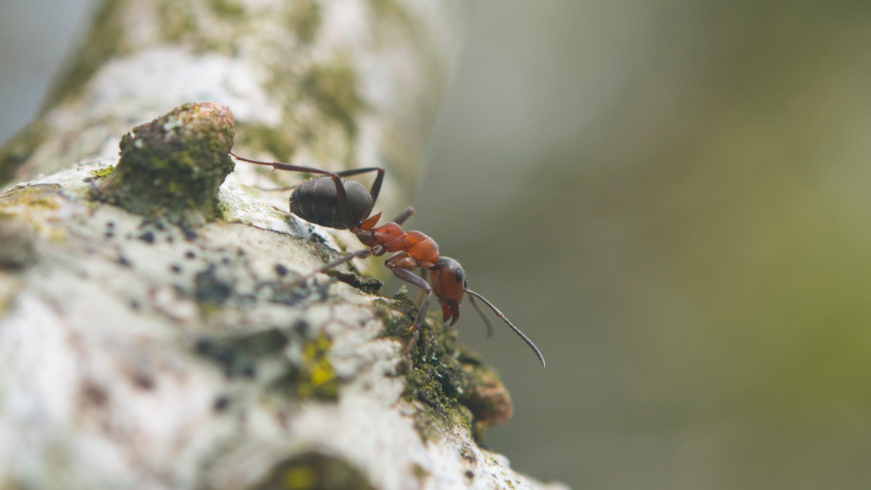 Morgrugyn coch yn y Cymin