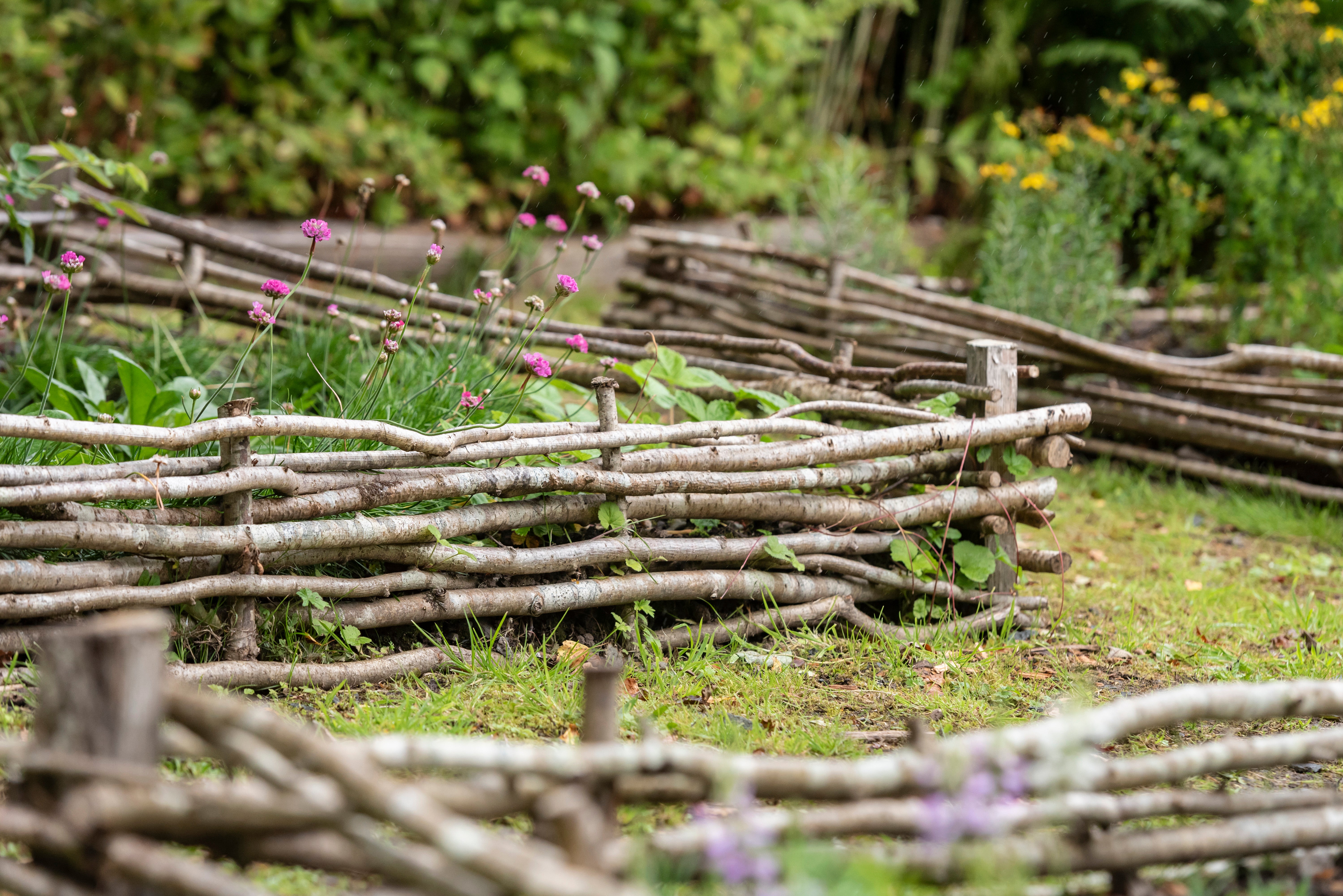 Yr ardd Tuduraidd yn Nhŷ Mawr Wybrnant