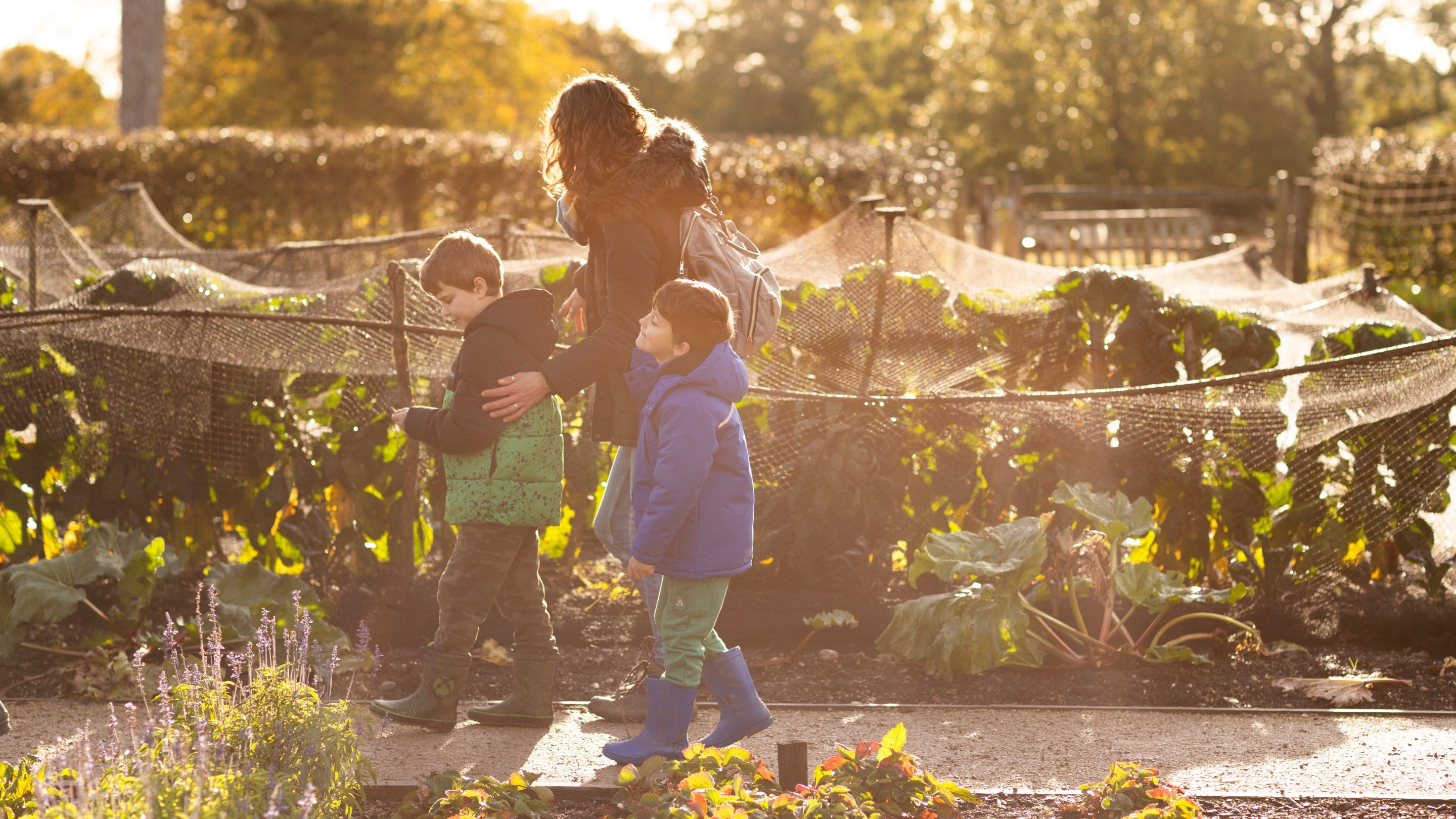 A woman and two young children walking through the vegetable garden at Baddesley Clinton, Warwickshire, on a misty autumn morning